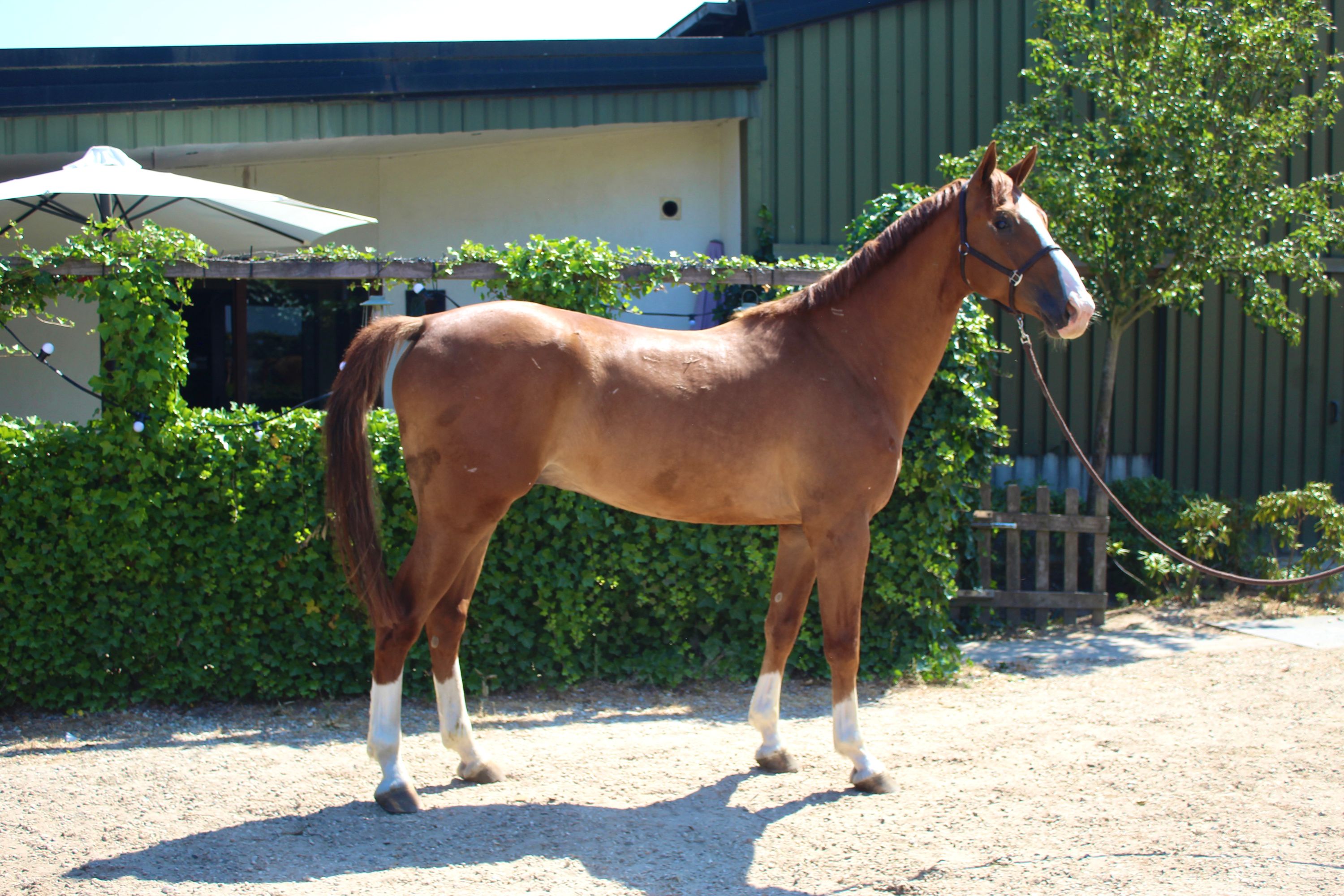 Spring ruin (Maximus VDL x Corland)