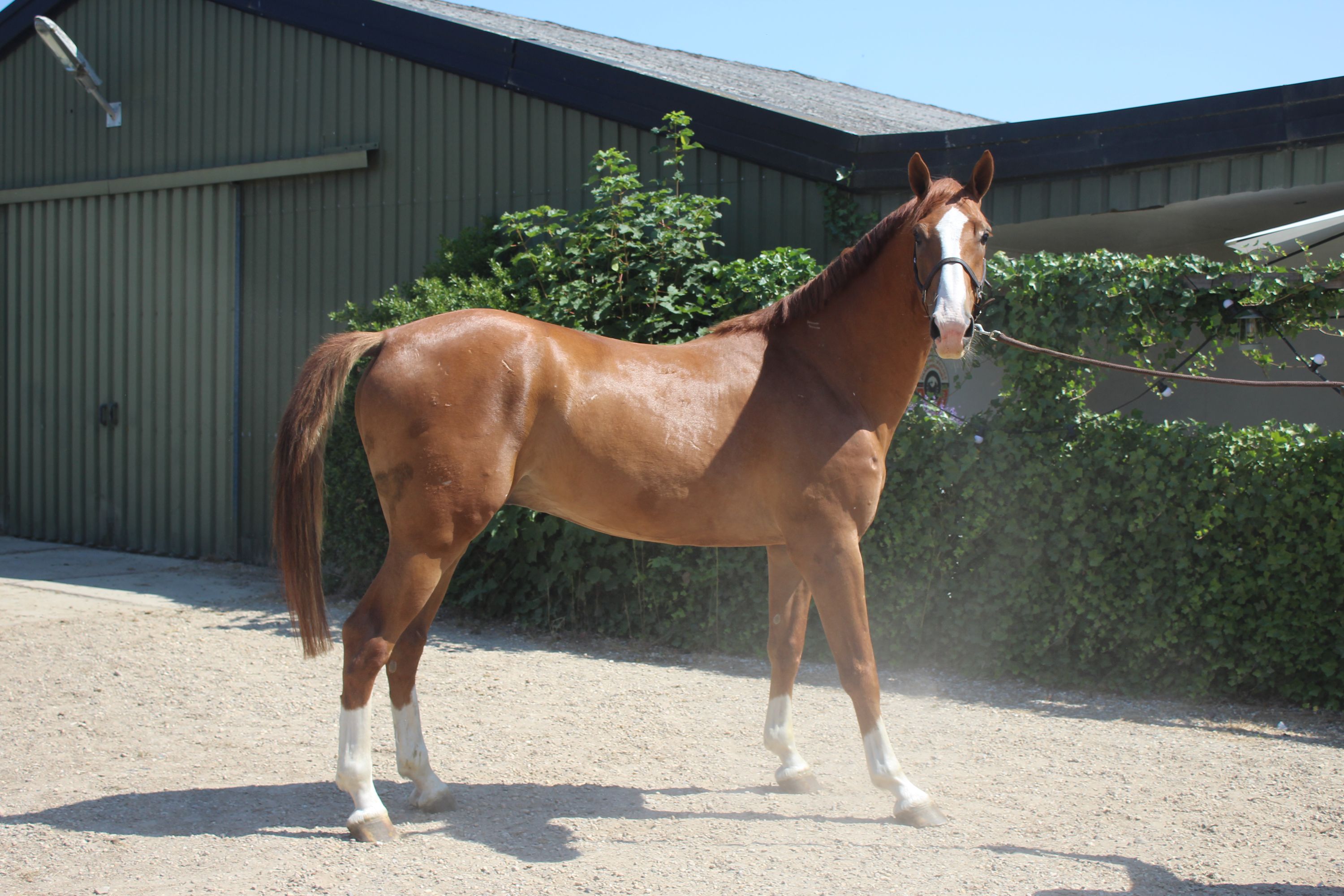 kwpn springpaard ruin 4 jaar vos te koop - Foto 2