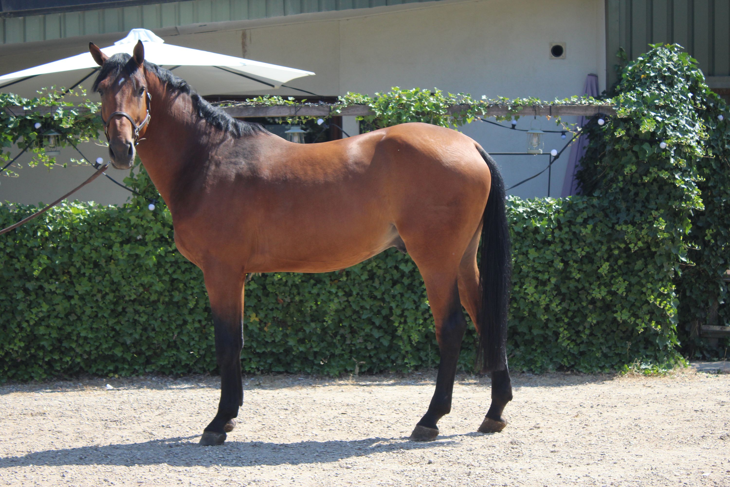 kwpn springpaard hengst 4 jaar bruin te koop - Foto 2