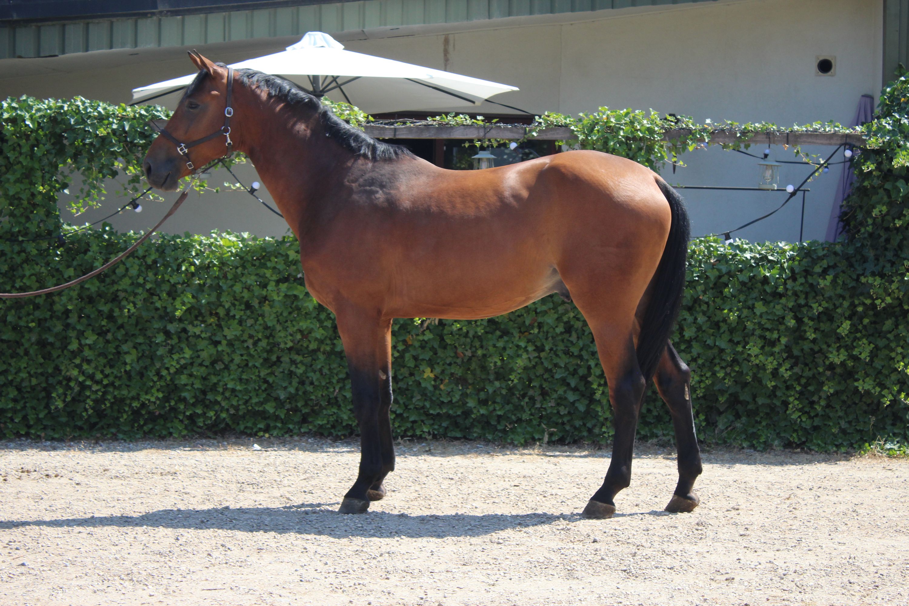 kwpn springpaard hengst 4 jaar bruin te koop - Foto 4