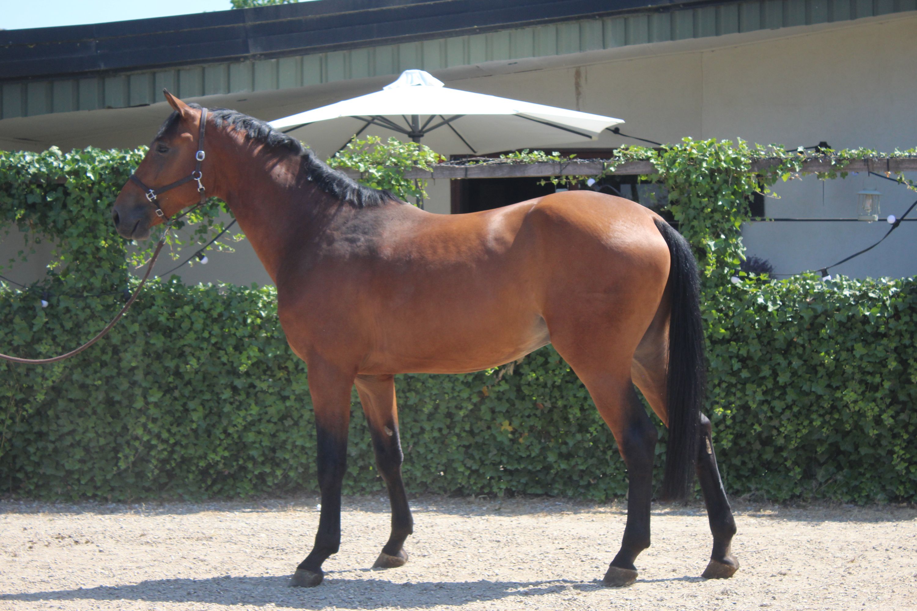 kwpn springpaard hengst 4 jaar bruin te koop - Foto 3