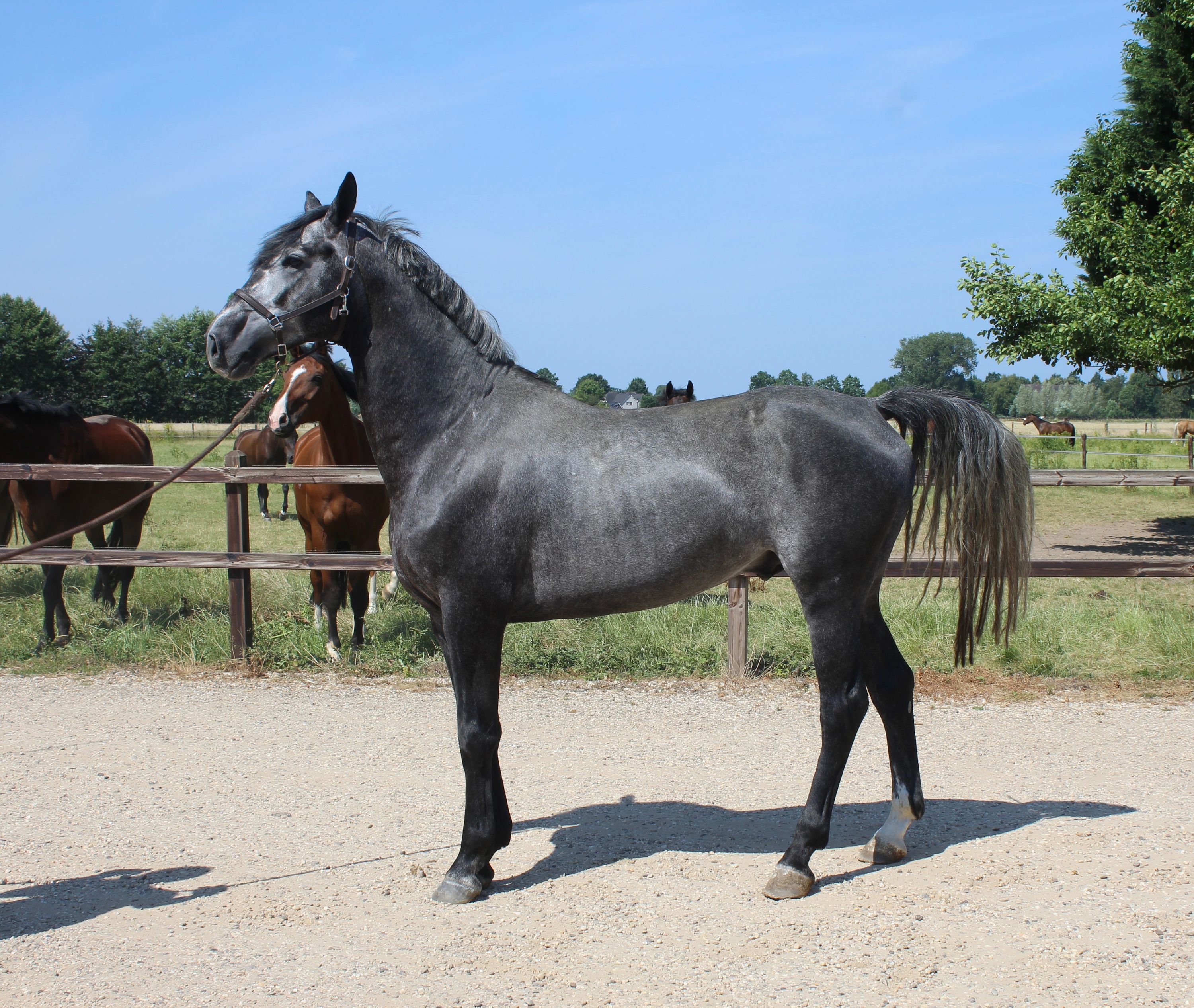 Επιβήτορας Dressage (Next Level x San Remo)