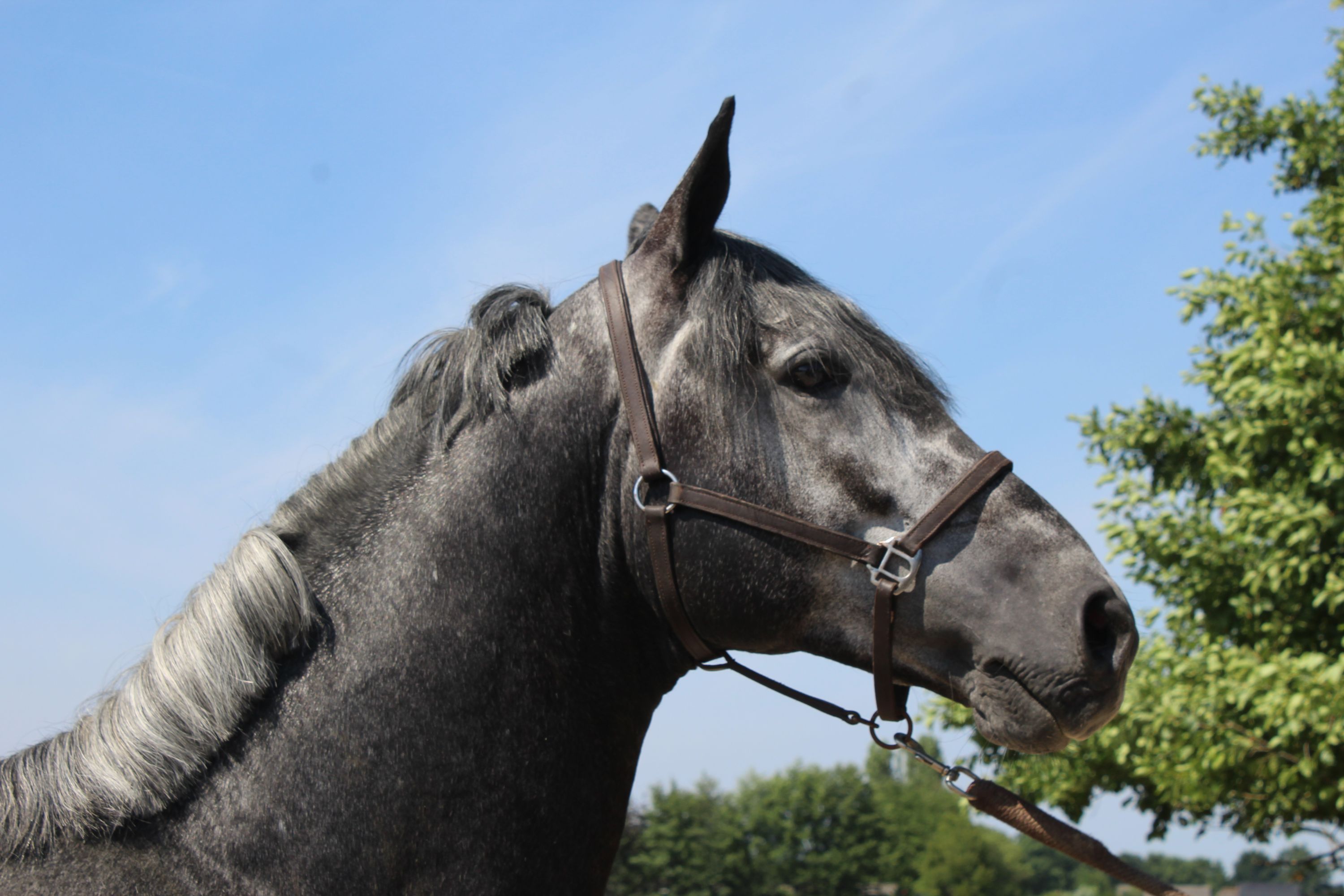 dressuurpaard hengst 4 Jahre alt schimmel zu verkaufen - Foto 3