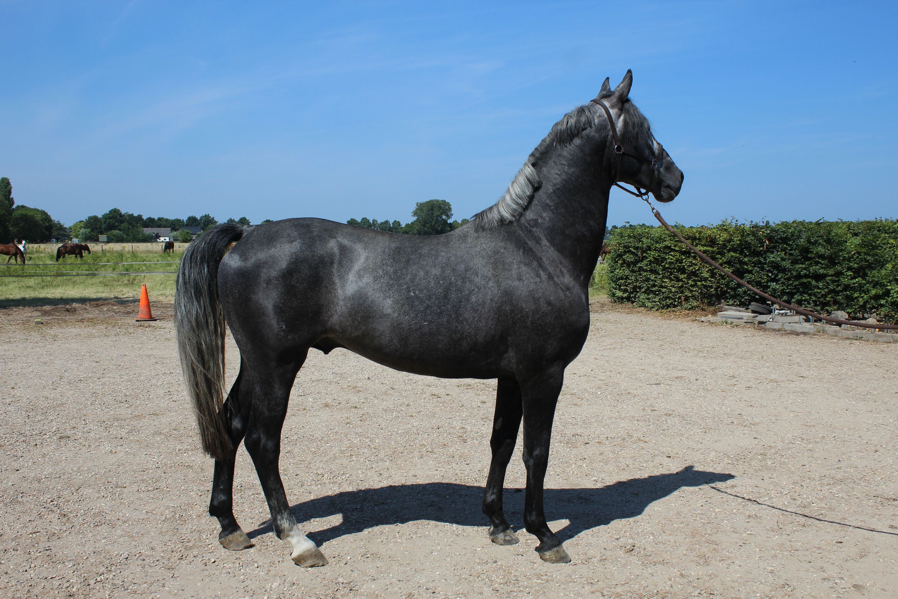dressuurpaard hengst 4 Jahre alt schimmel zu verkaufen - Foto 4
