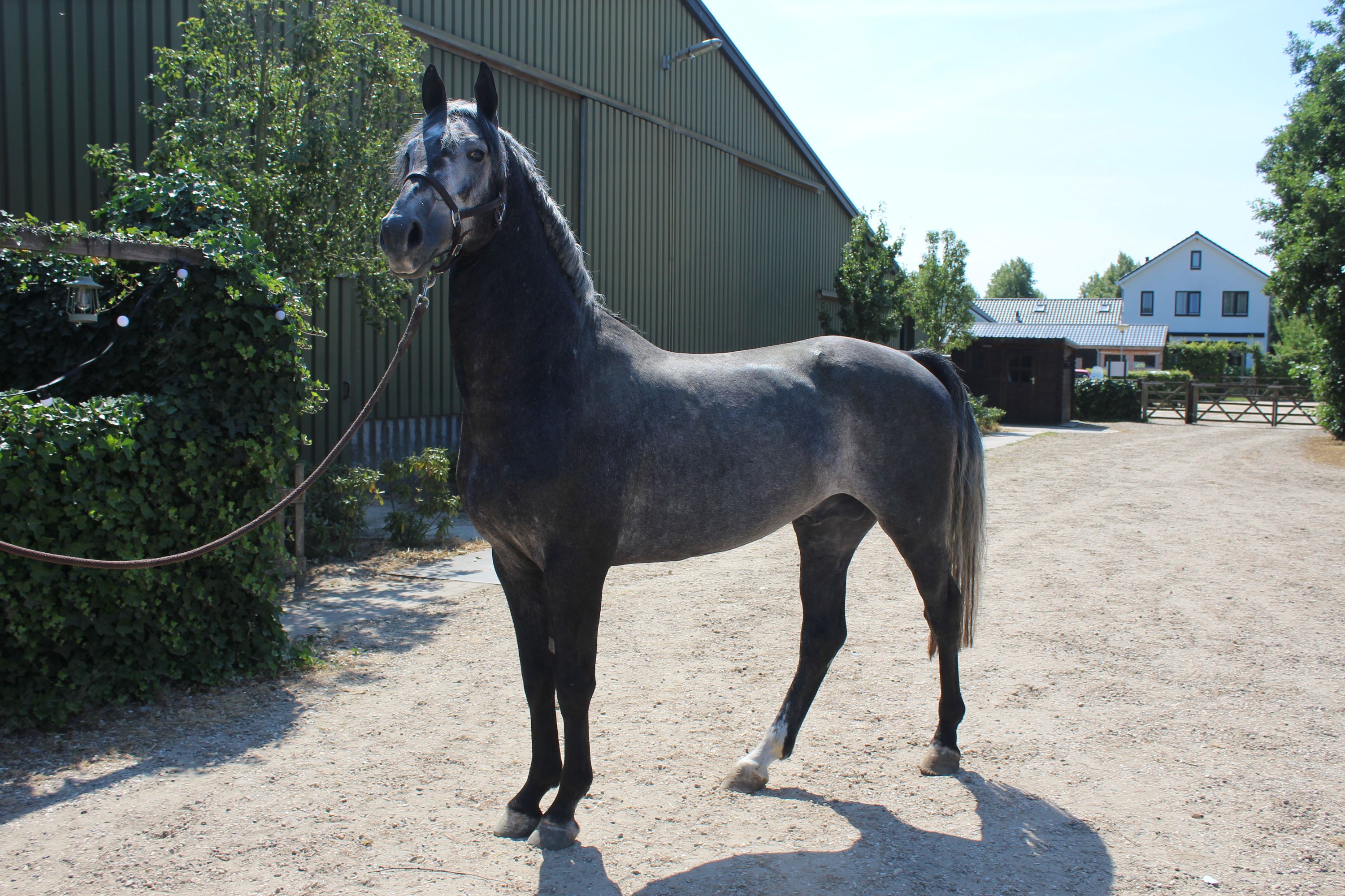 dressuurpaard hengst 4 Jahre alt schimmel zu verkaufen - Foto 2