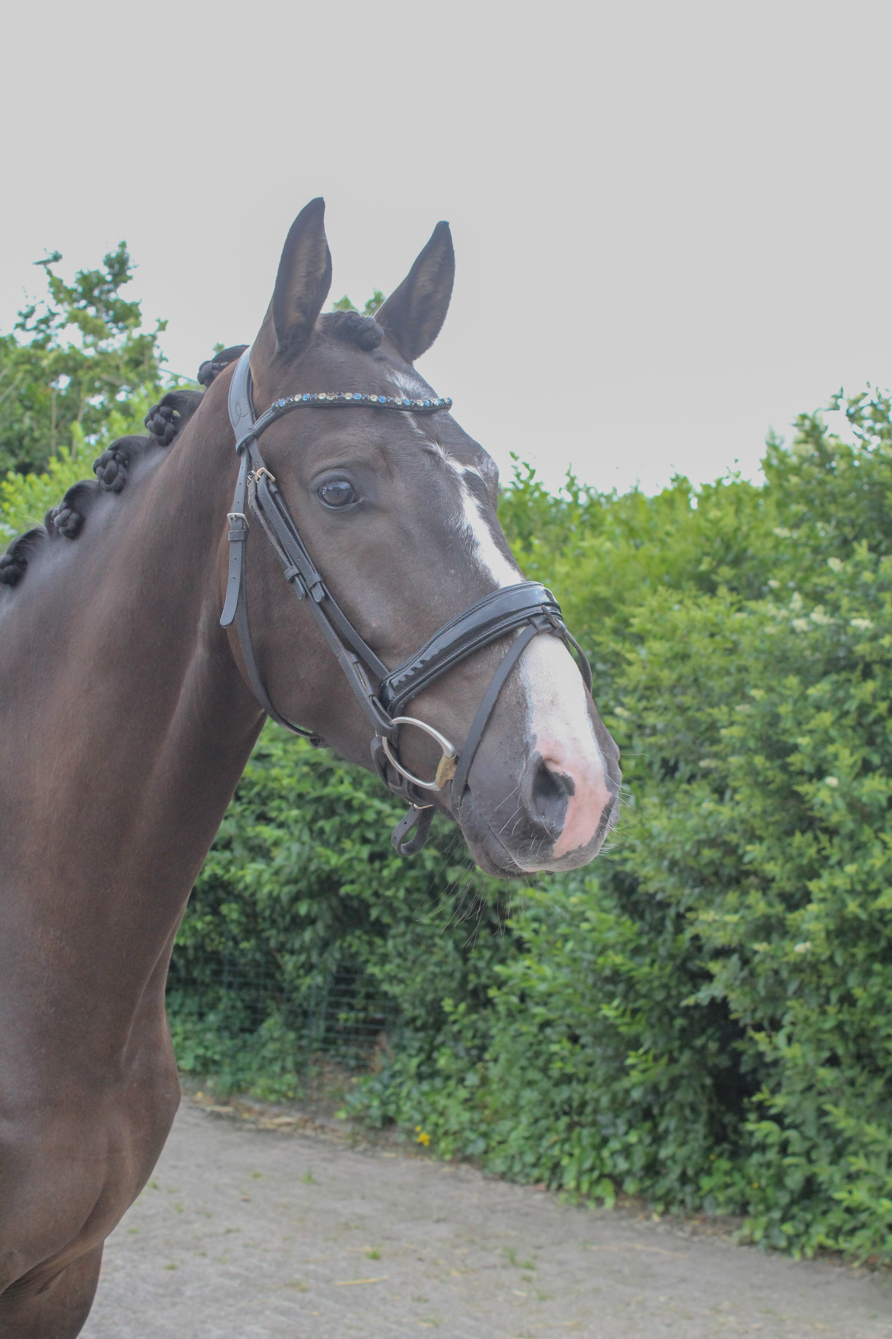kwpn dressuurpaard ruin 4 years old donkerbruin for sale - Main photo
