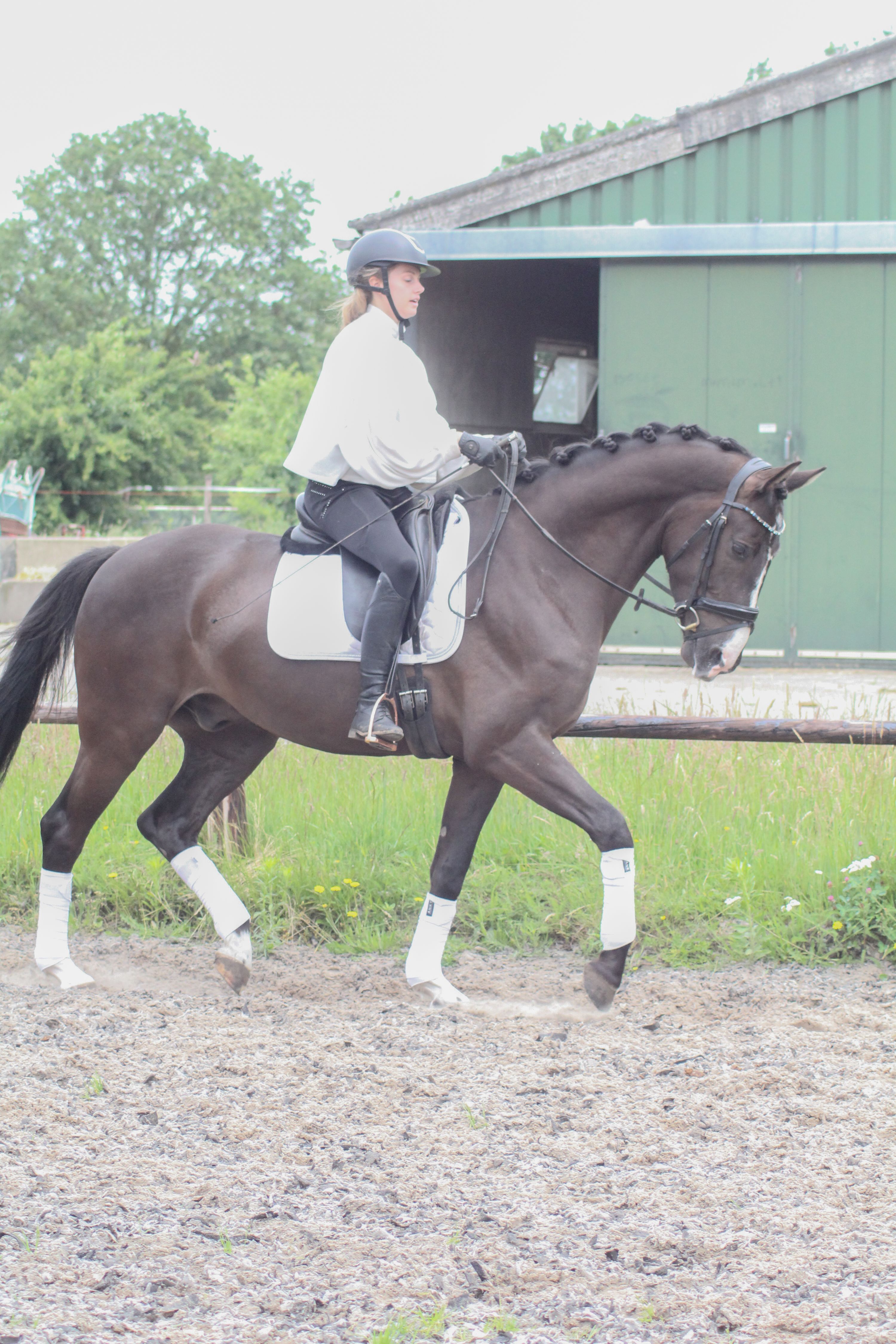 kwpn dressuurpaard ruin 4 years old donkerbruin for sale - Photo 4