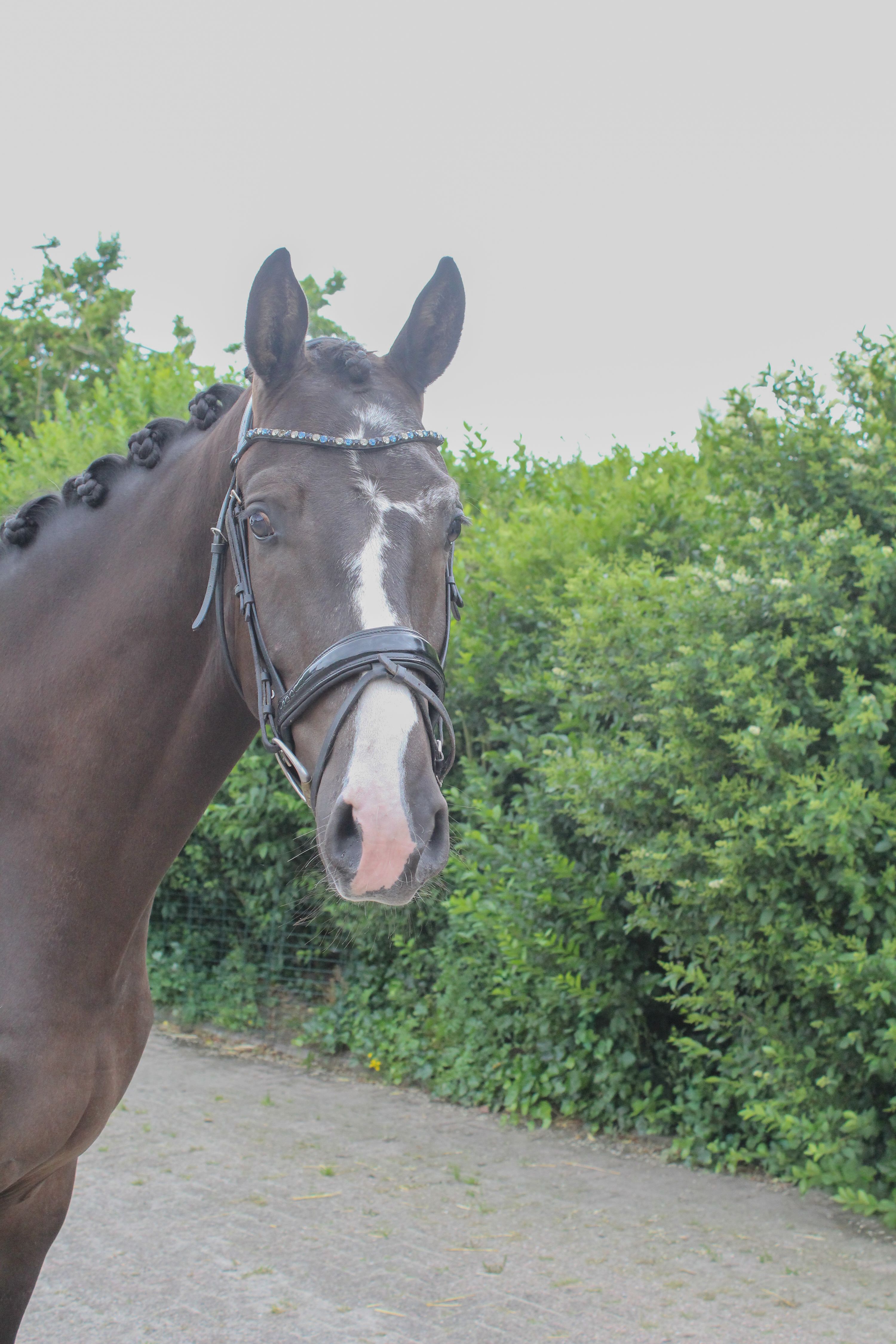 kwpn dressuurpaard ruin 4 years old donkerbruin for sale - Photo 2