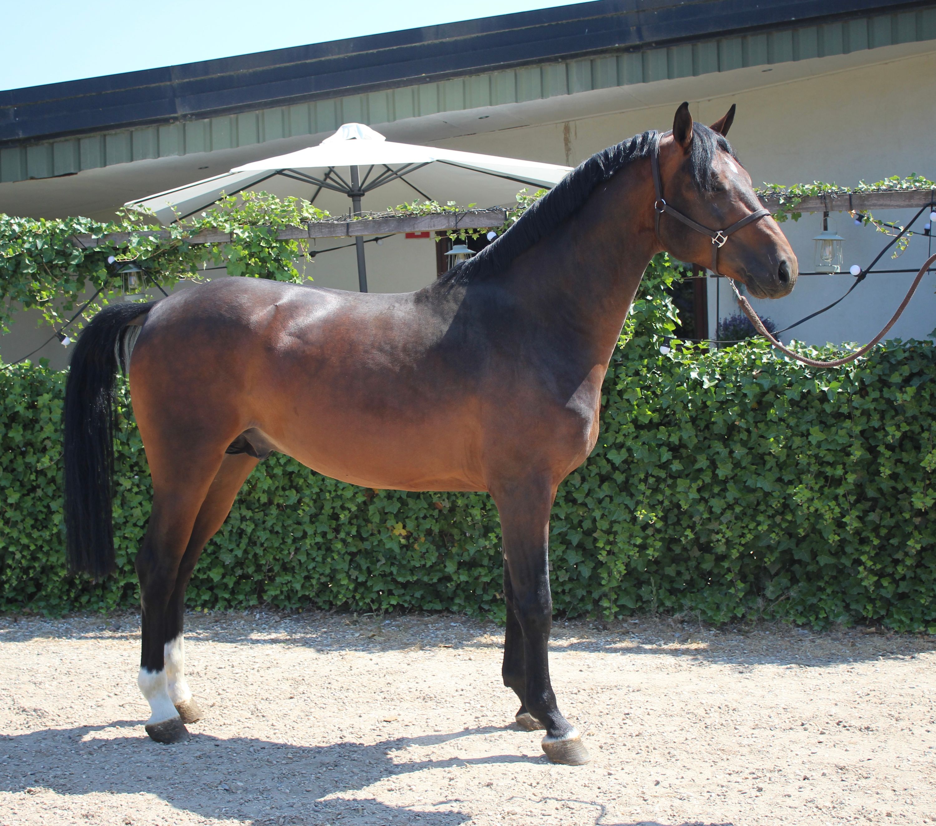 Stallone da salto (Douglas x Namelus R)