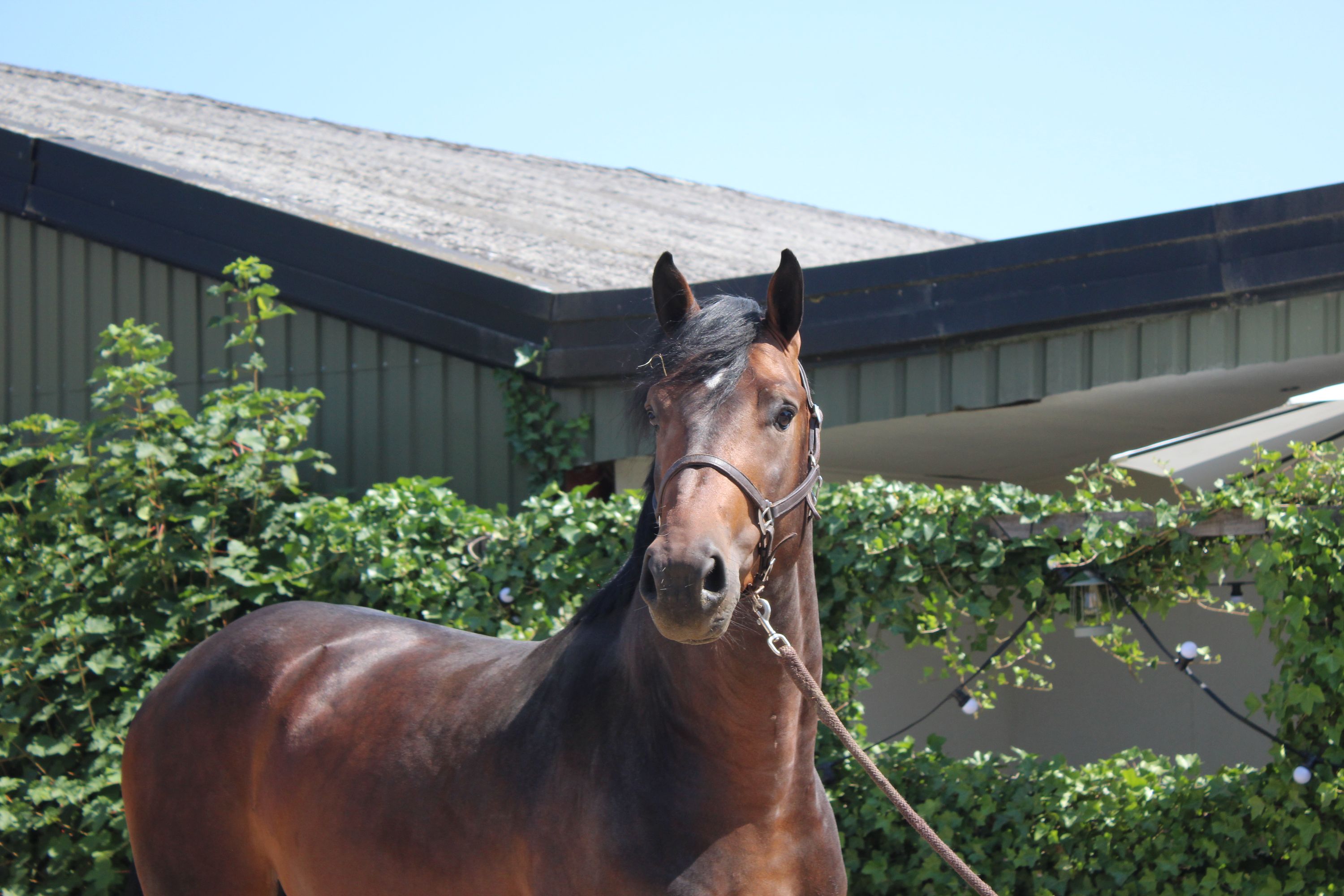 kwpn springpaard hengst 4 jaar donkerbruin te koop - Foto 2