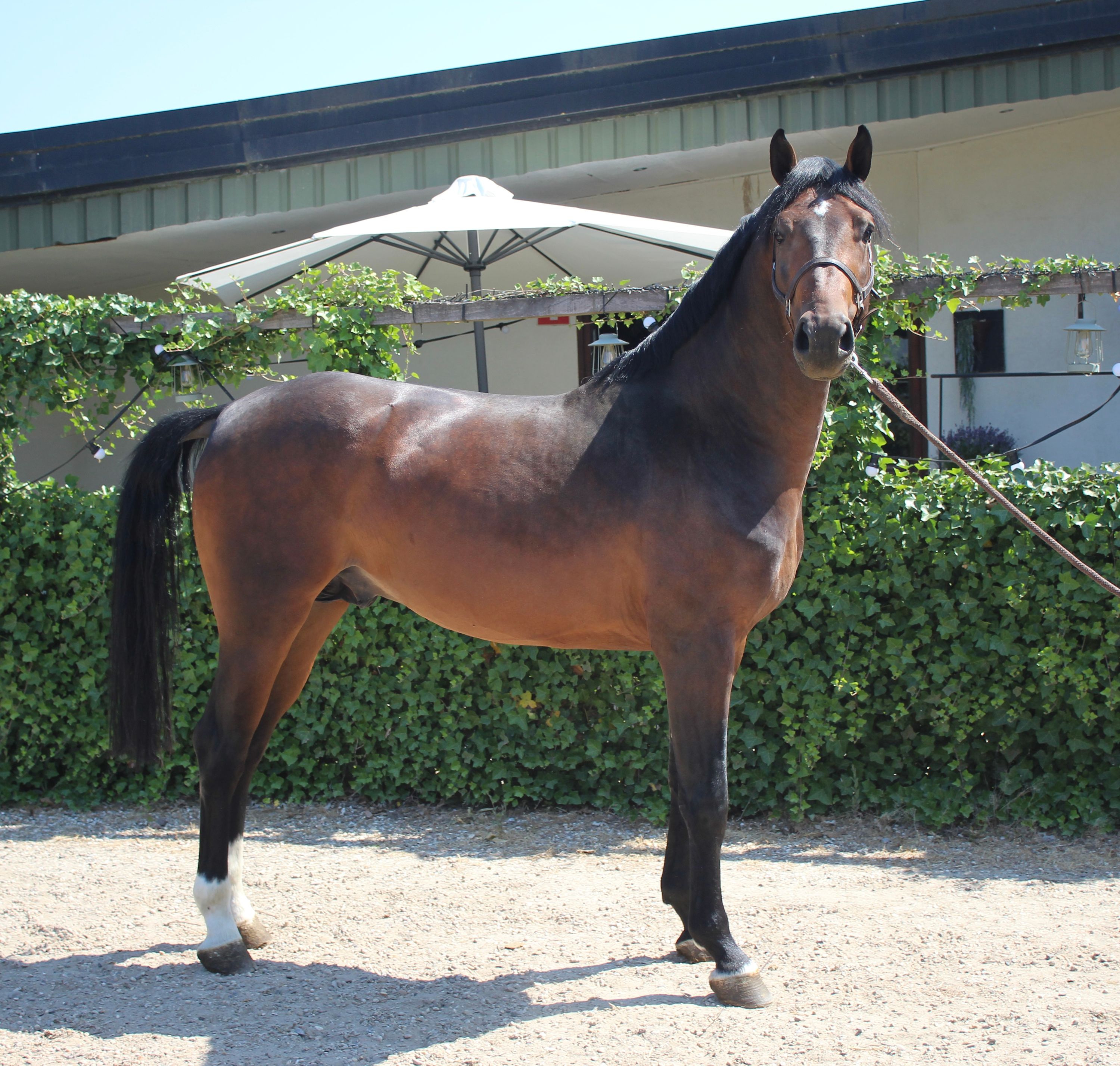 kwpn springpaard hengst 4 jaar donkerbruin te koop - Foto 3