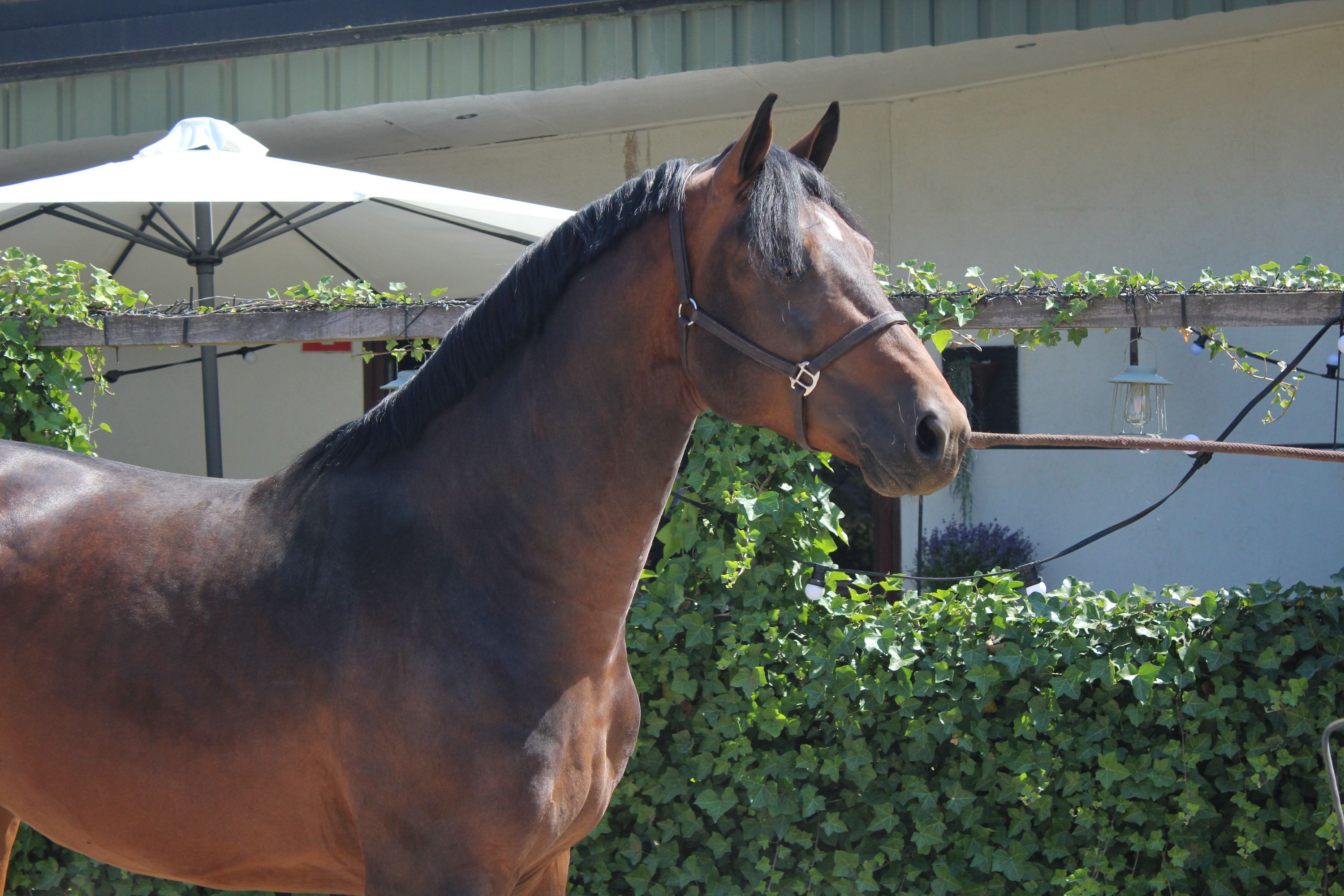 kwpn springpaard hengst 4 jaar donkerbruin te koop - Foto 5
