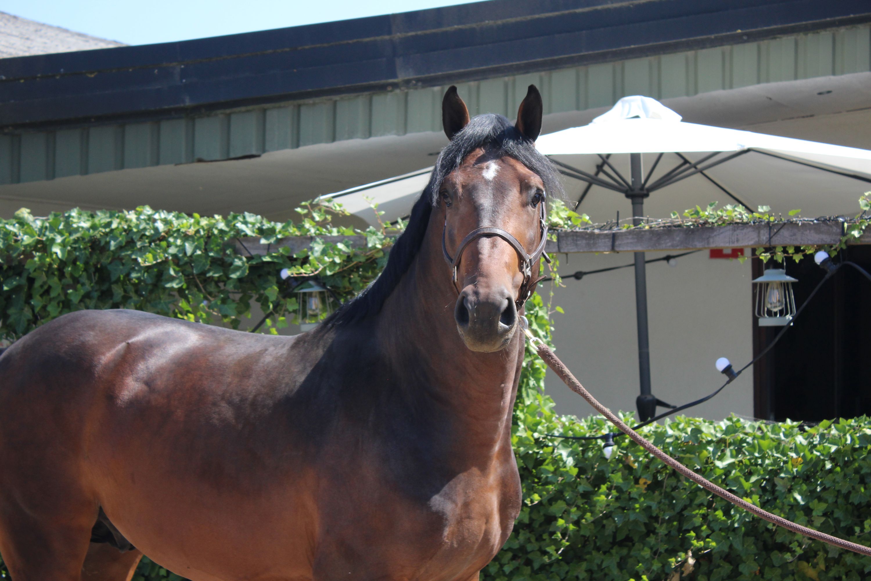 kwpn springpaard hengst 4 jaar donkerbruin te koop - Foto 4