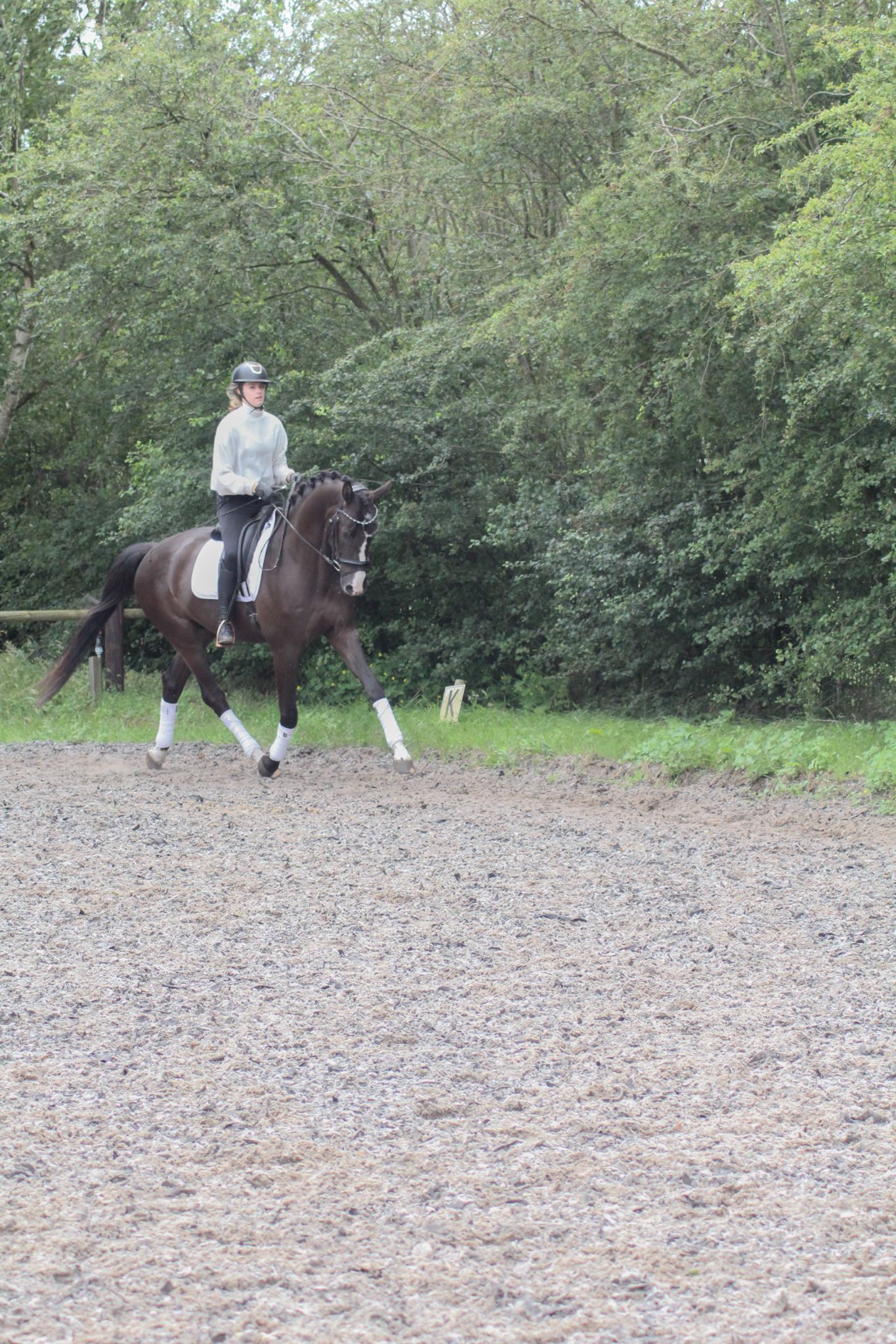 kwpn dressuurpaard ruin 4 years old donkerbruin for sale - Photo 6