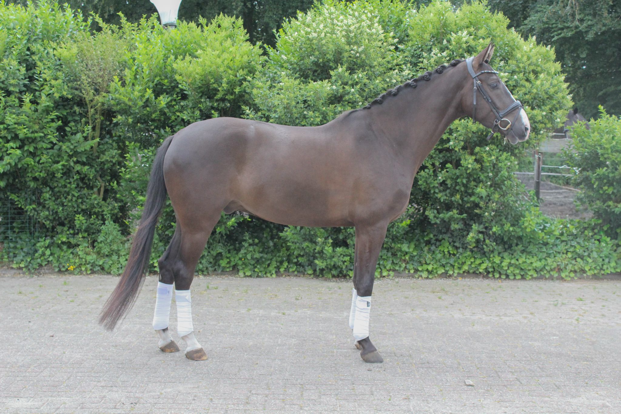 kwpn dressuurpaard ruin 4 years old donkerbruin for sale - Photo 3