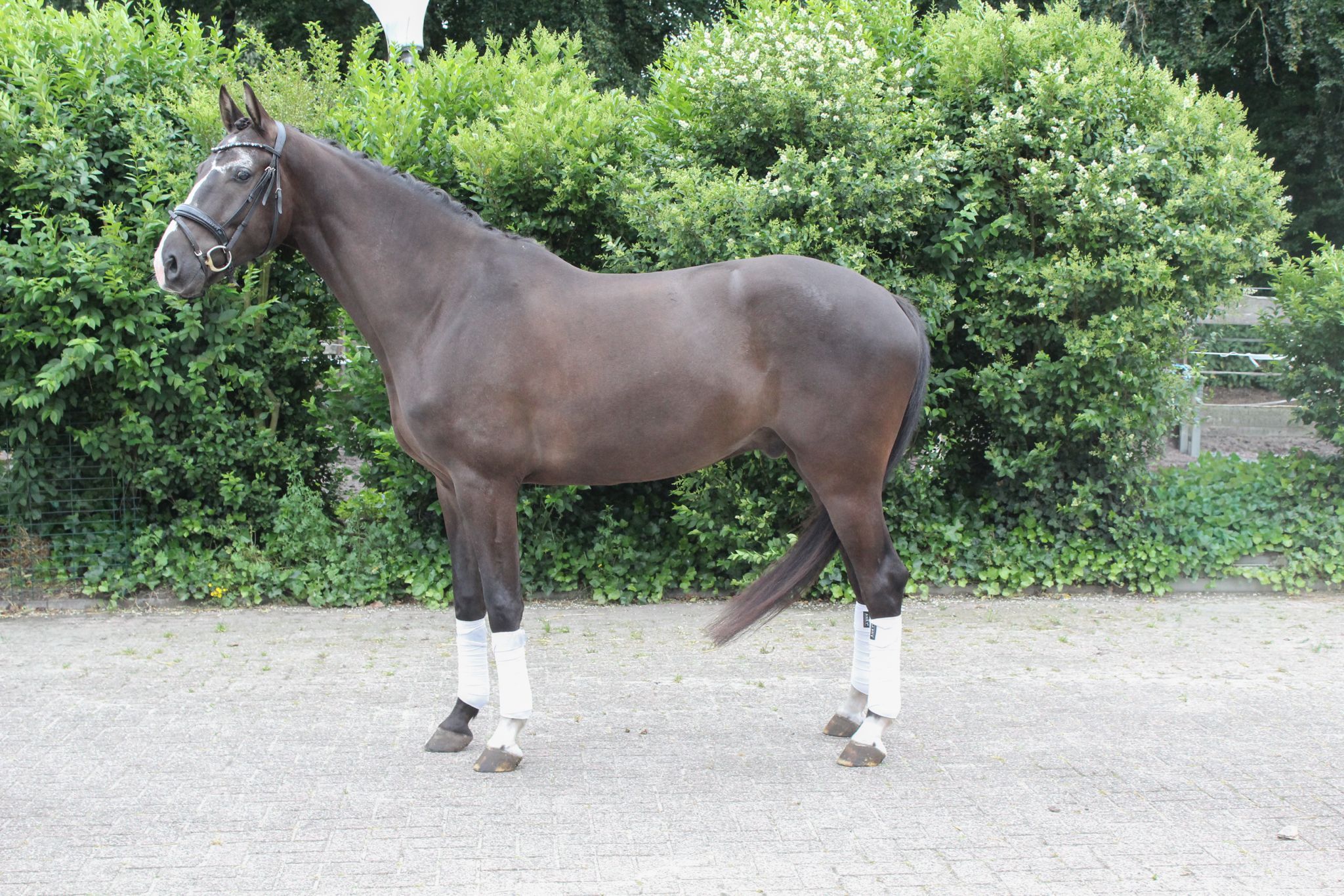 kwpn dressuurpaard ruin 4 years old donkerbruin for sale - Photo 5