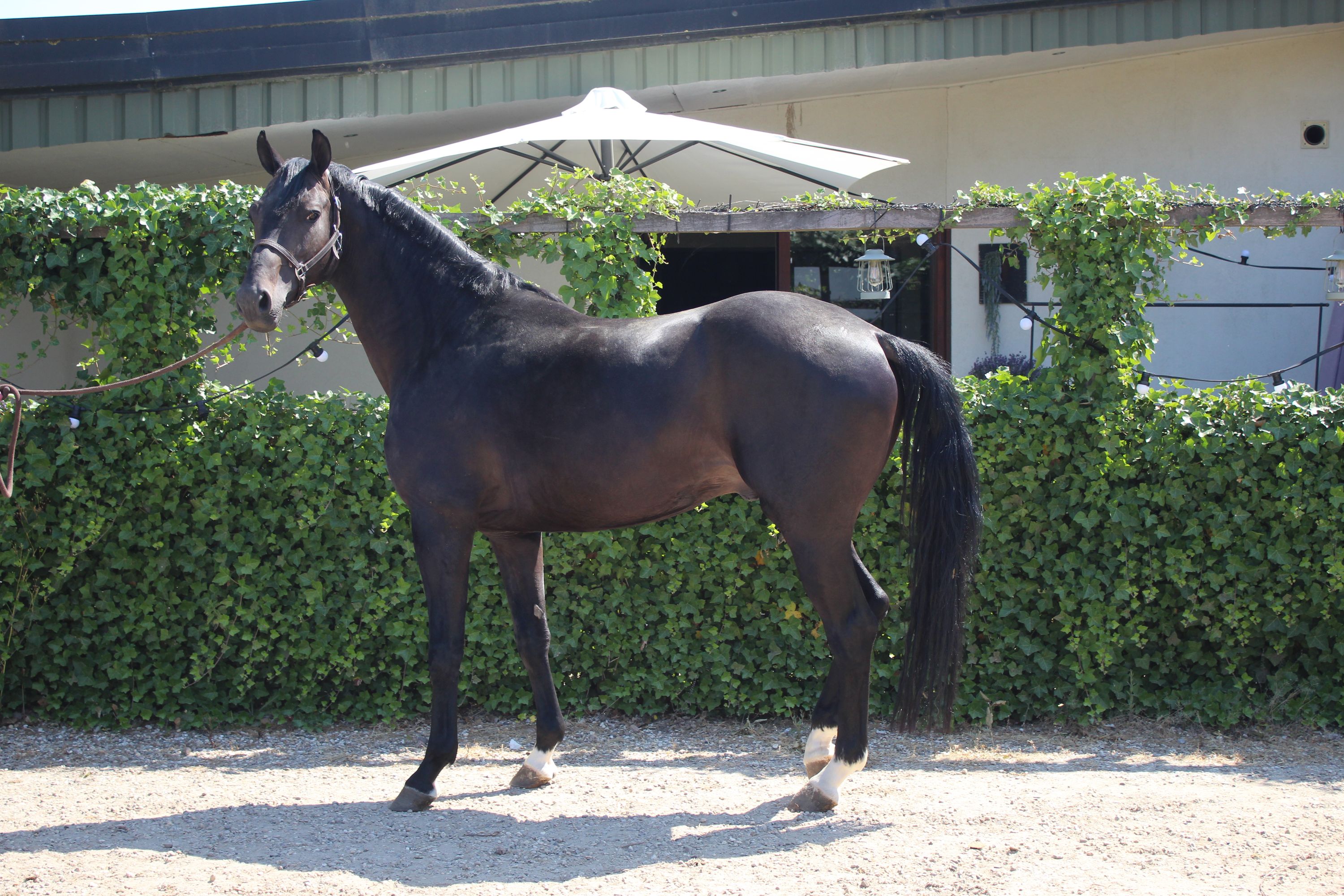 Dressage stallion (More Legends x Don Primaire)
