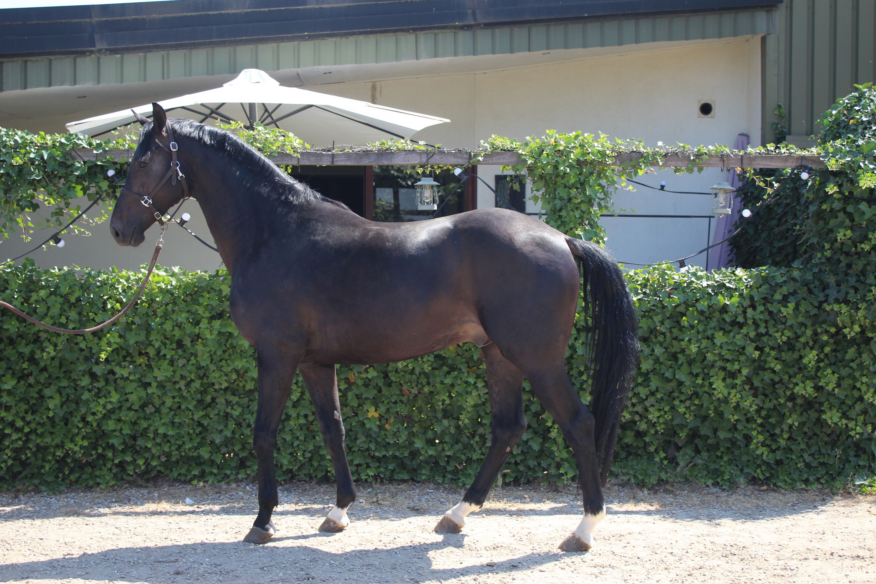 kwpn dressuurpaard hengst 4 years old donkerbruin for sale - Photo 5