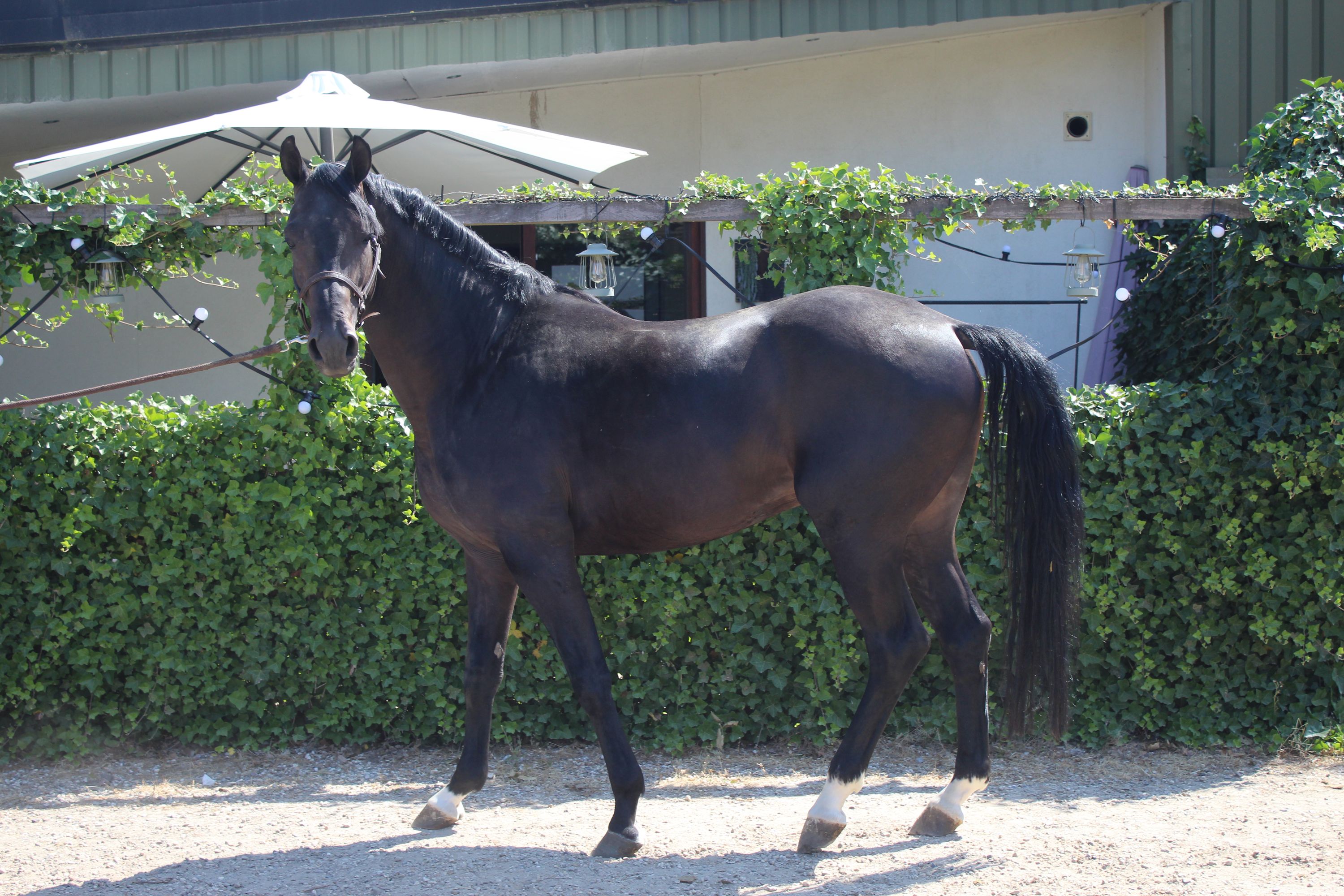 kwpn dressuurpaard hengst 4 years old donkerbruin for sale - Photo 4