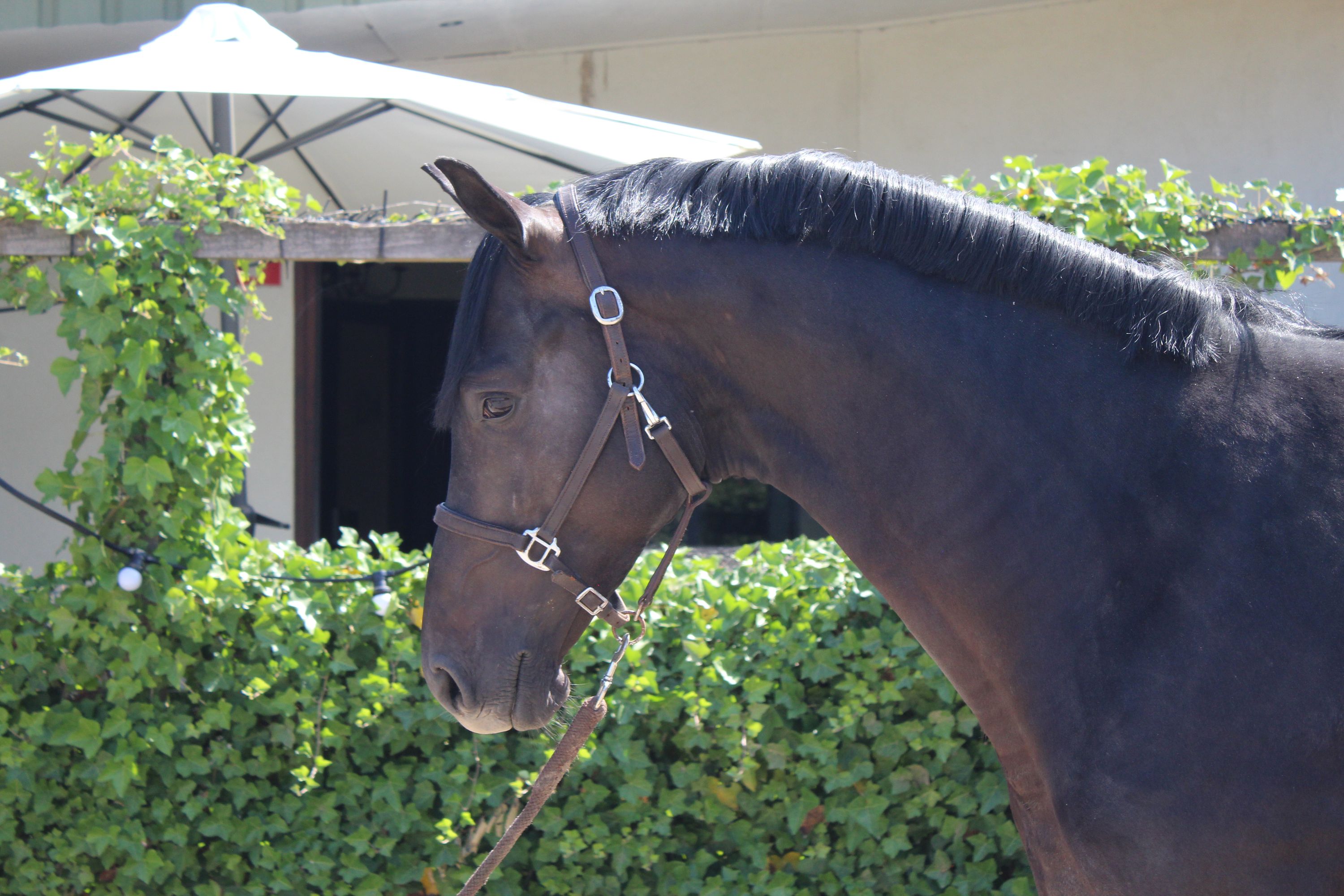 kwpn dressuurpaard hengst 4 years old donkerbruin for sale - Photo 2