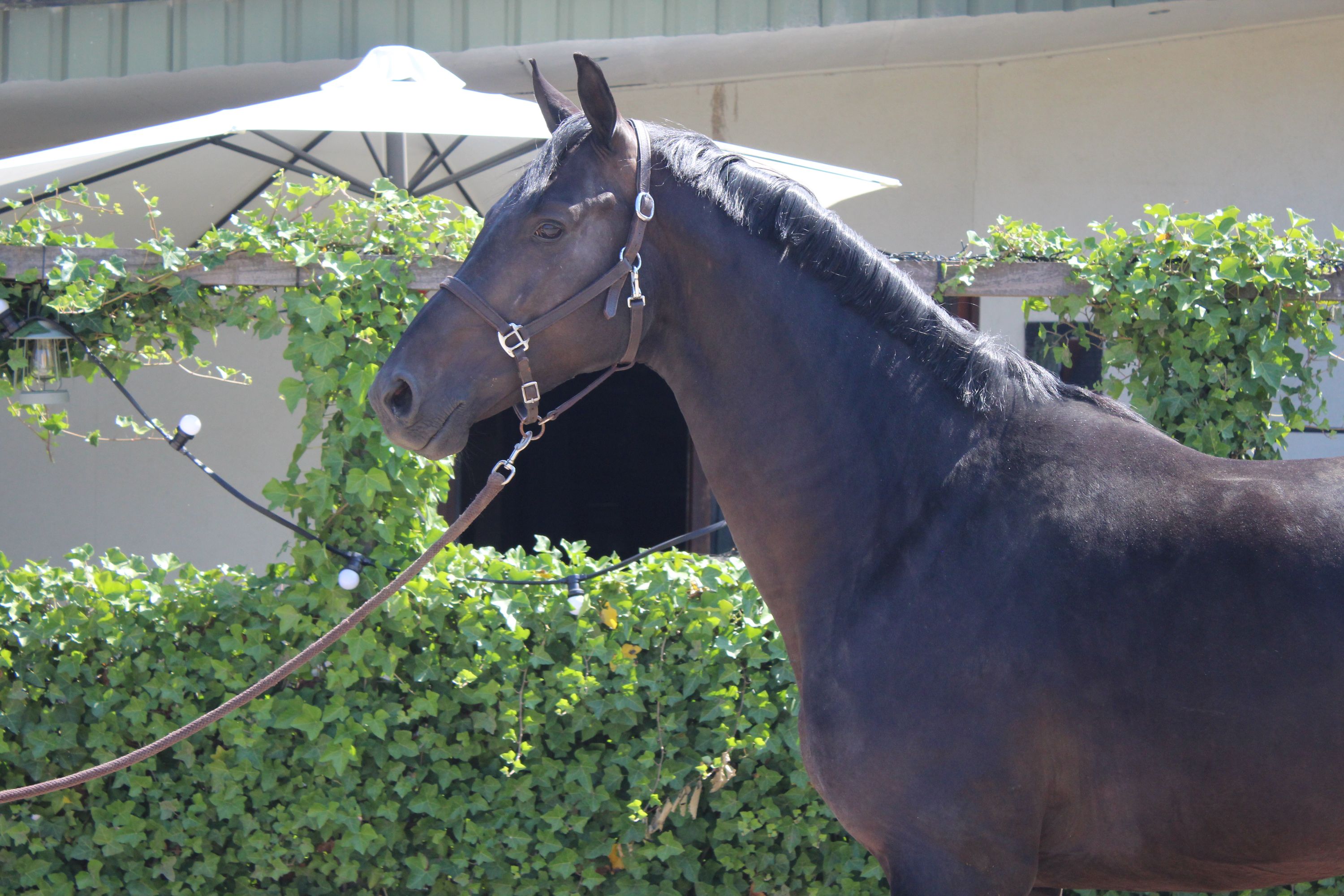 kwpn dressuurpaard hengst 4 years old donkerbruin for sale - Photo 3
