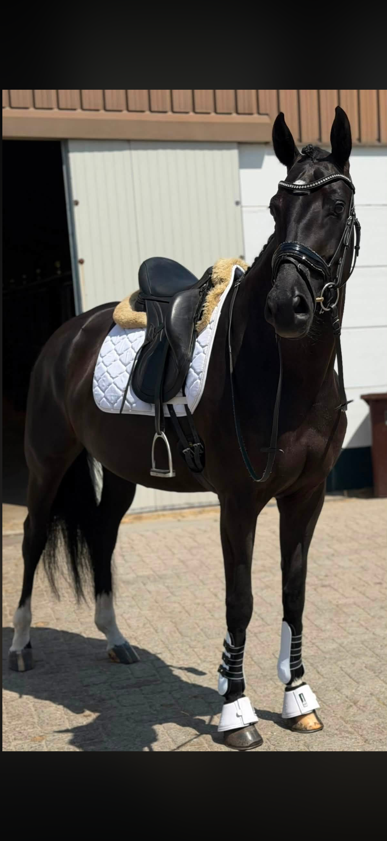 Jameson RS2 x Florencio dressuurpaard merrie 6 years old zwart for sale - Main photo