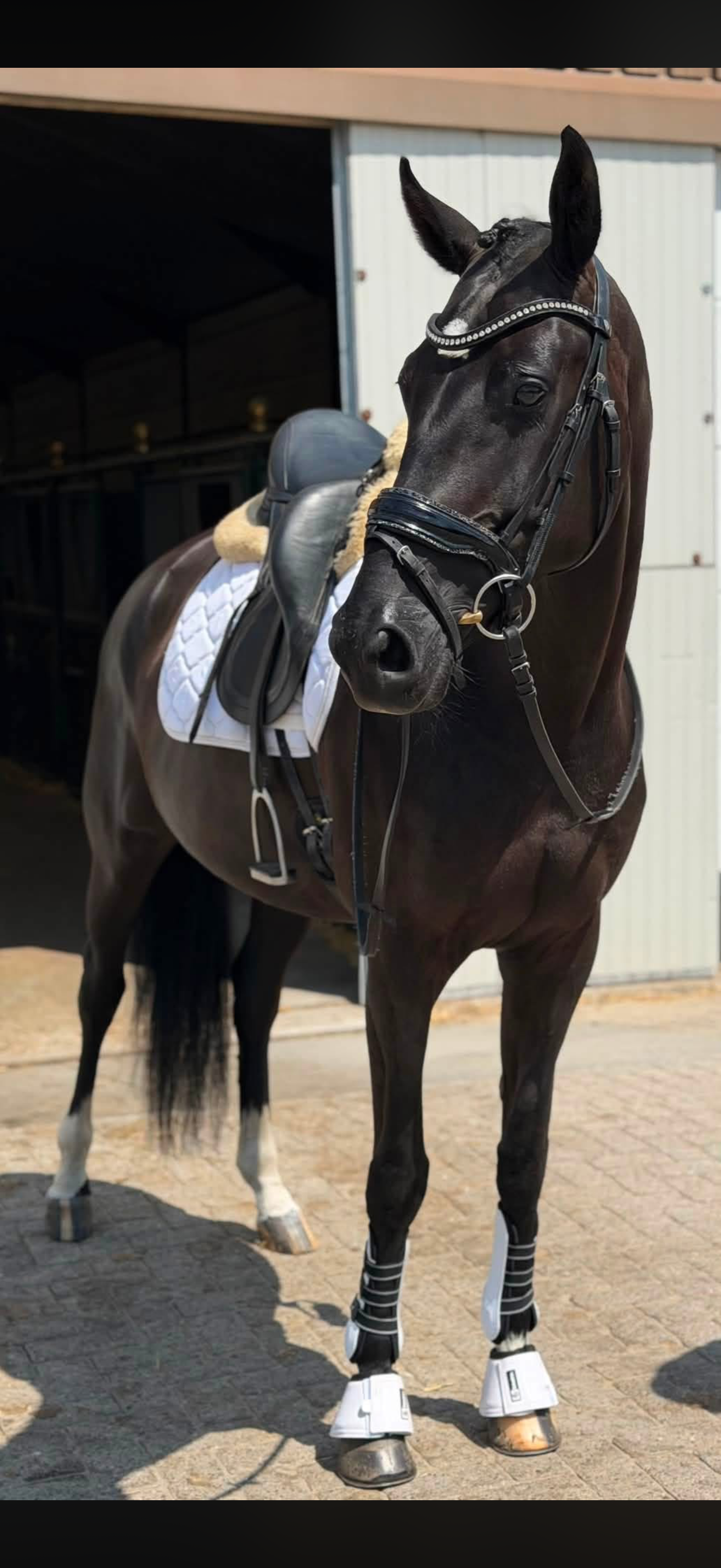Jameson RS2 x Florencio dressuurpaard merrie 6 years old zwart for sale - Photo 3