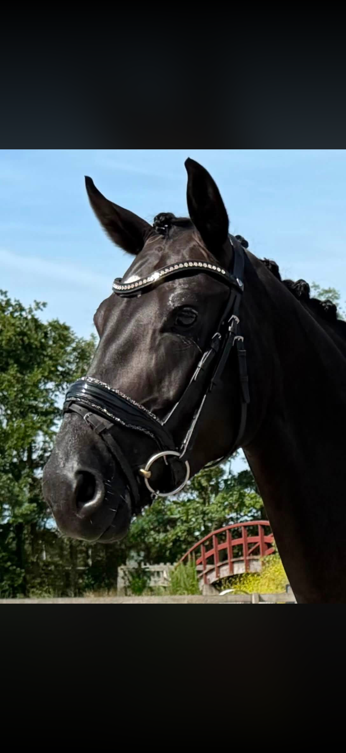 Jameson RS2 x Florencio dressuurpaard merrie 6 years old zwart for sale - Photo 5