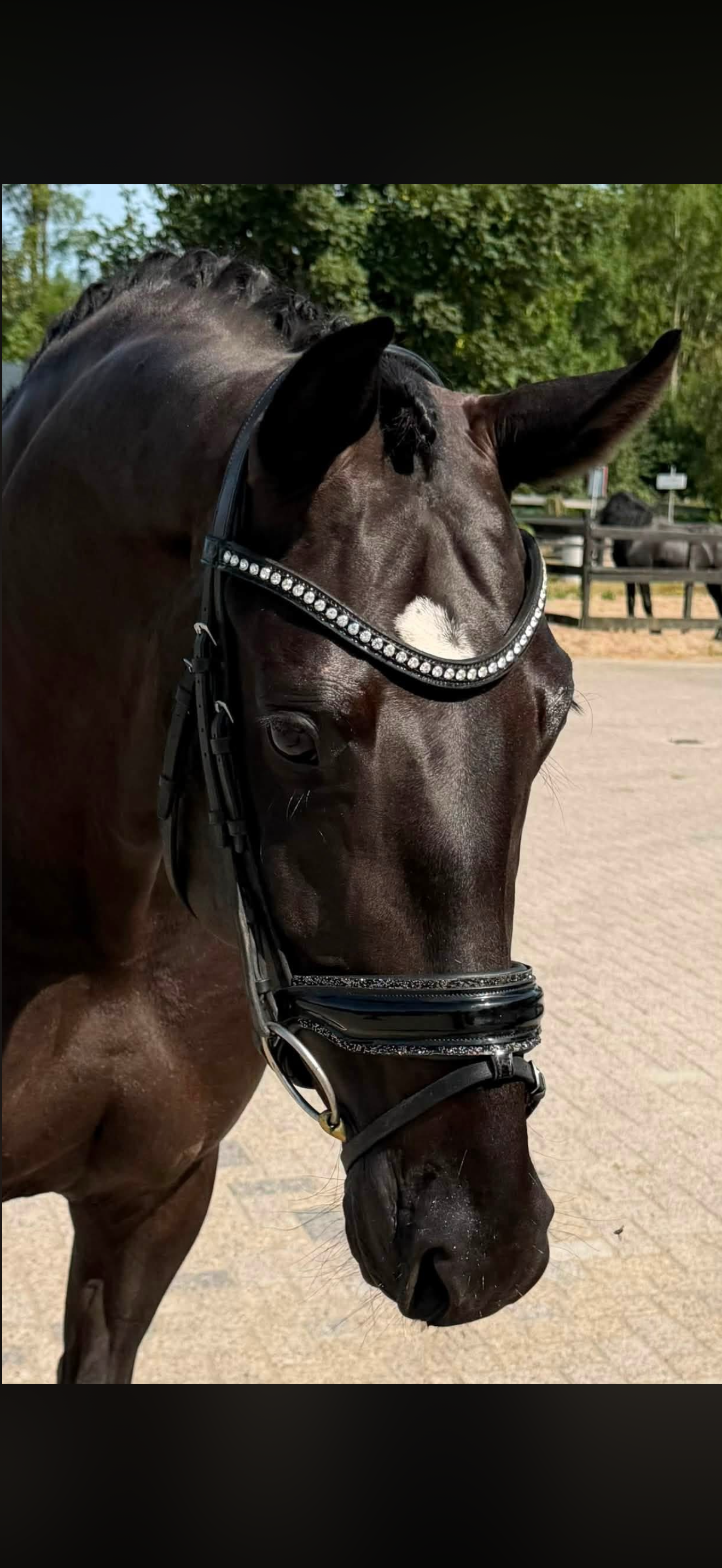 Jameson RS2 x Florencio dressuurpaard merrie 6 years old zwart for sale - Photo 2