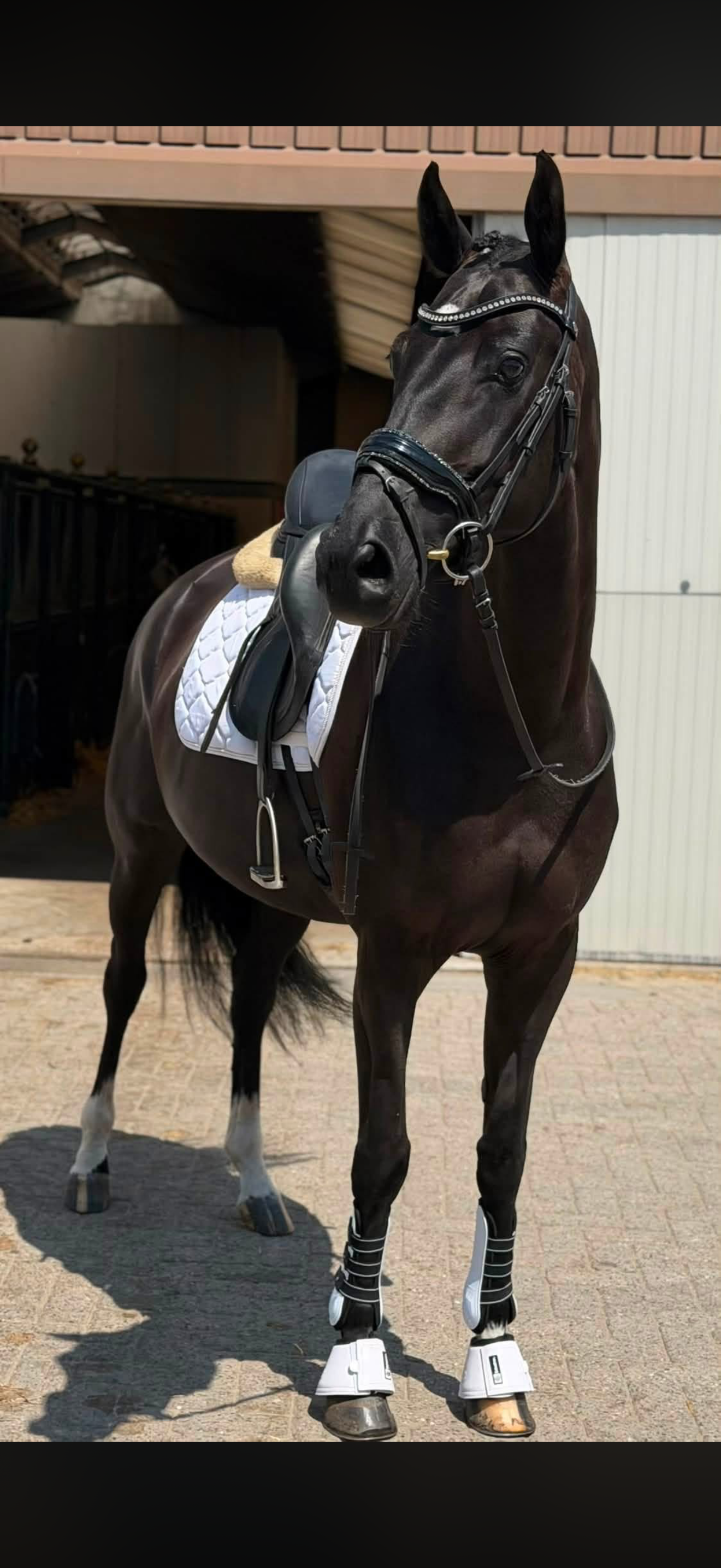 Jameson RS2 x Florencio dressuurpaard merrie 6 years old zwart for sale - Photo 6