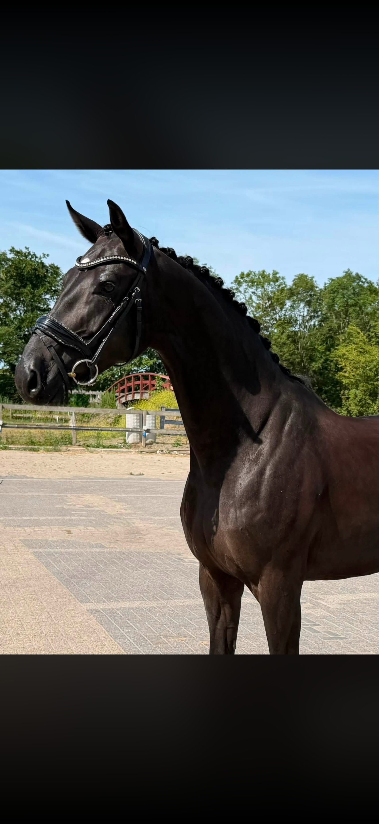 Jameson RS2 x Florencio dressuurpaard merrie 6 years old zwart for sale - Photo 4