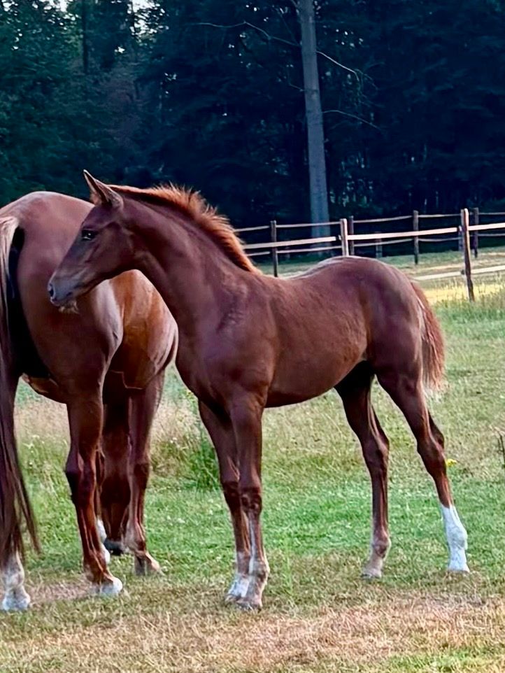 oldenburg dressuurpaard merrie 0 years old vos for sale - Photo 5