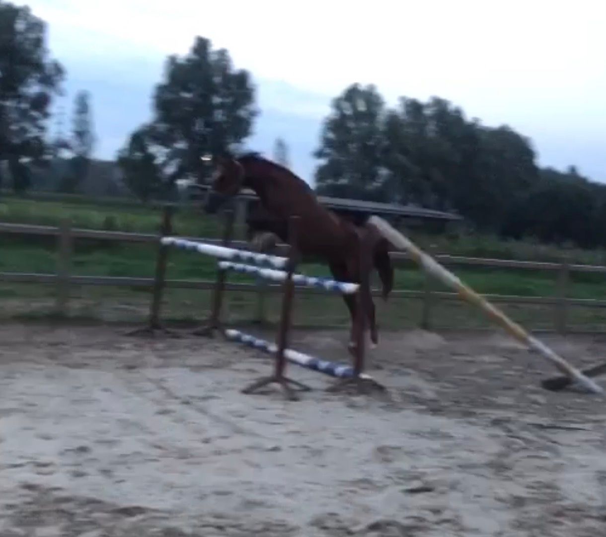 ander allround-pony merrie 6 years old vos for sale - Photo 6