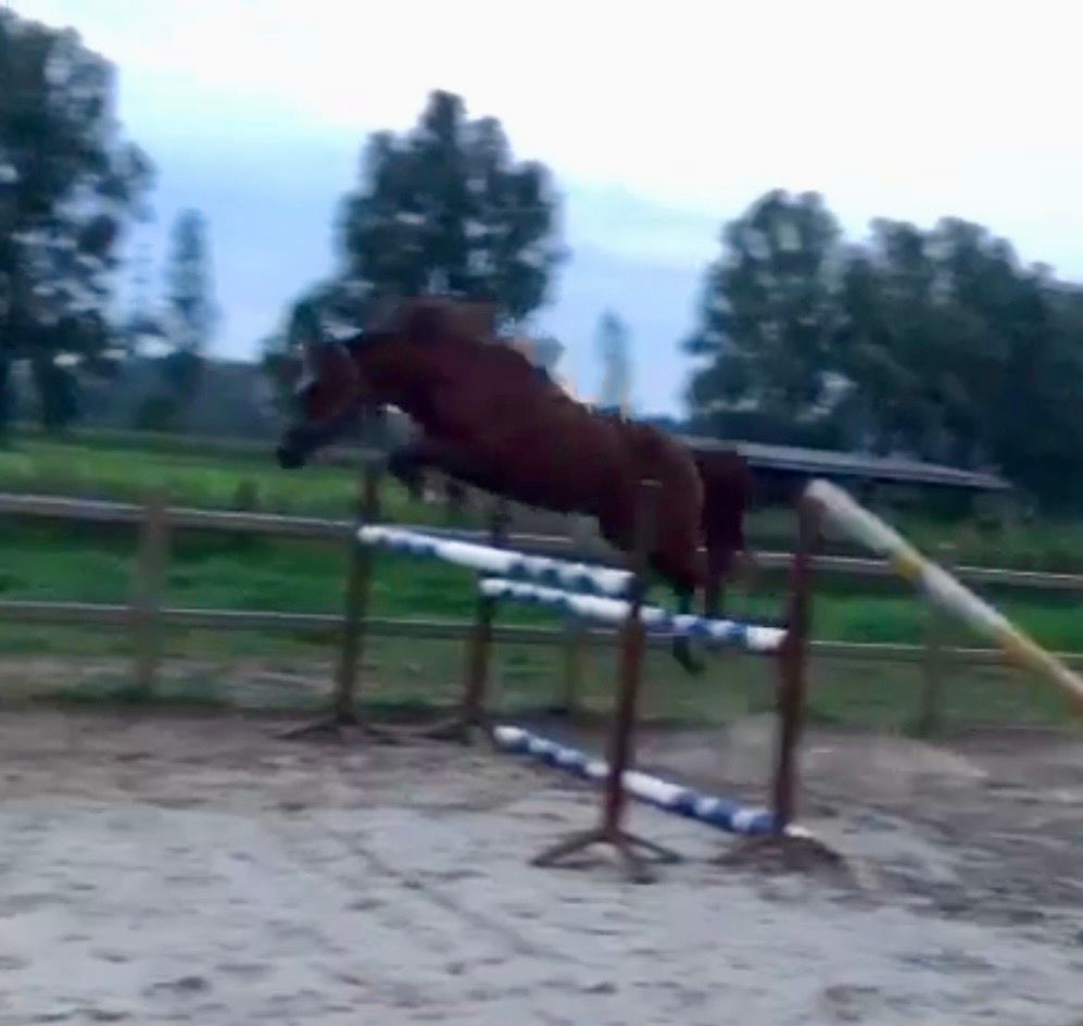 ander allround-pony merrie 6 years old vos for sale - Photo 2