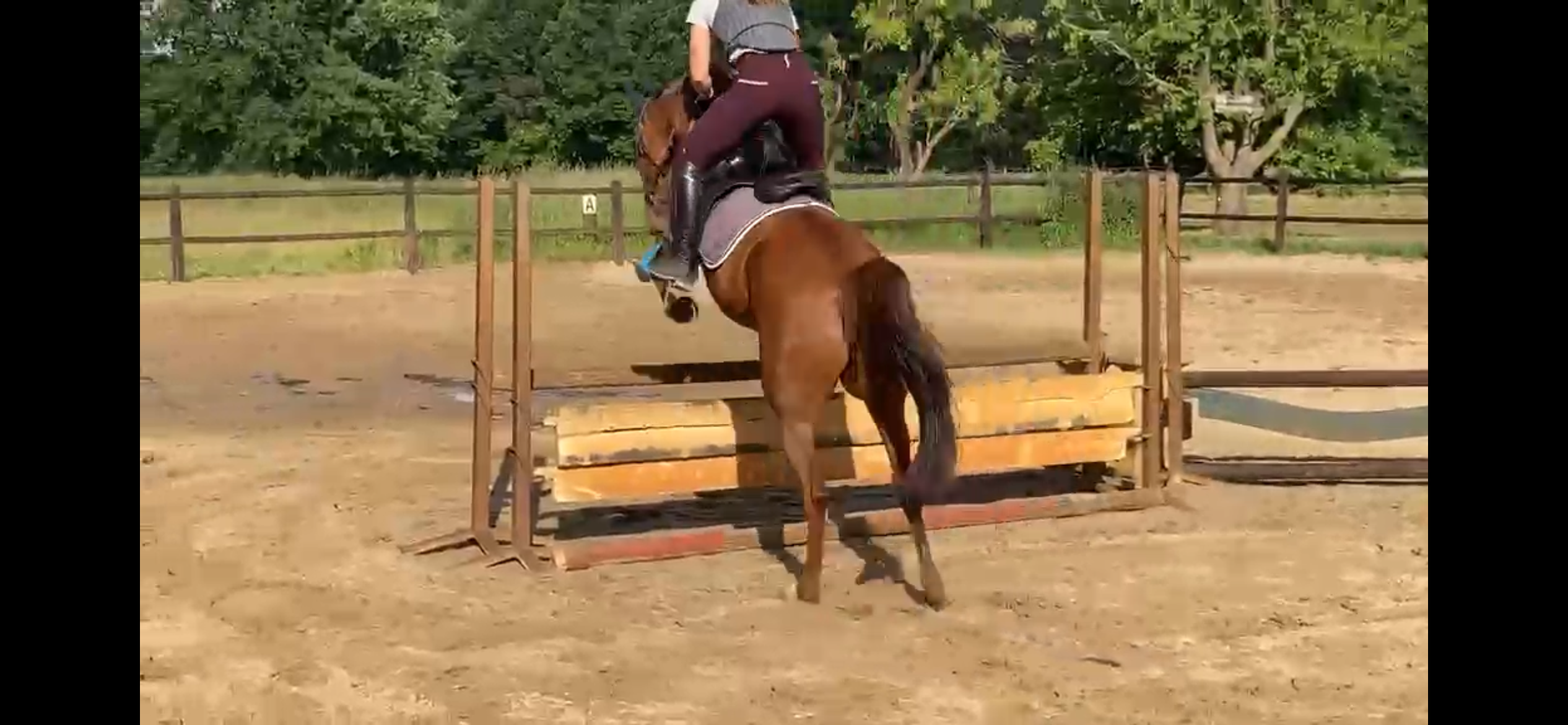 ander allround-pony merrie 6 years old vos for sale - Photo 5