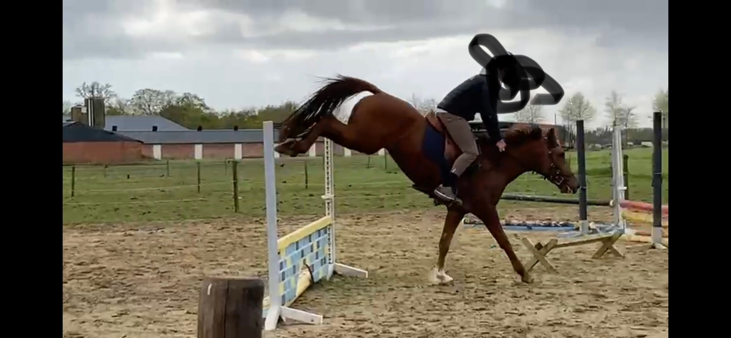 ander allround-pony merrie 6 years old vos for sale - Photo 4