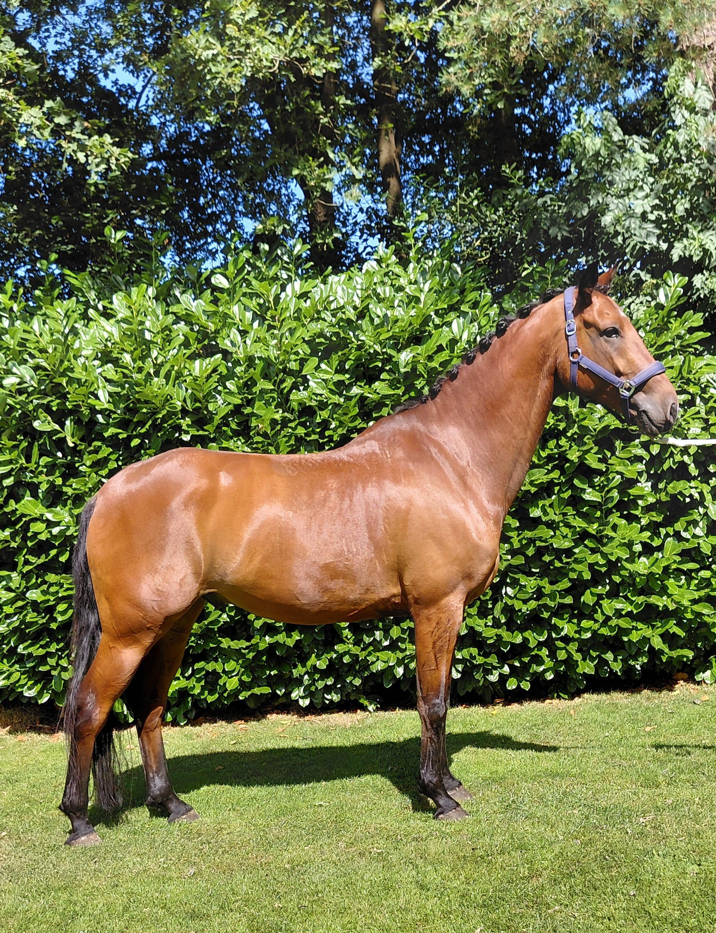 kwpn dressuurpaard ruin 7 years old donkerbruin for sale - Main photo