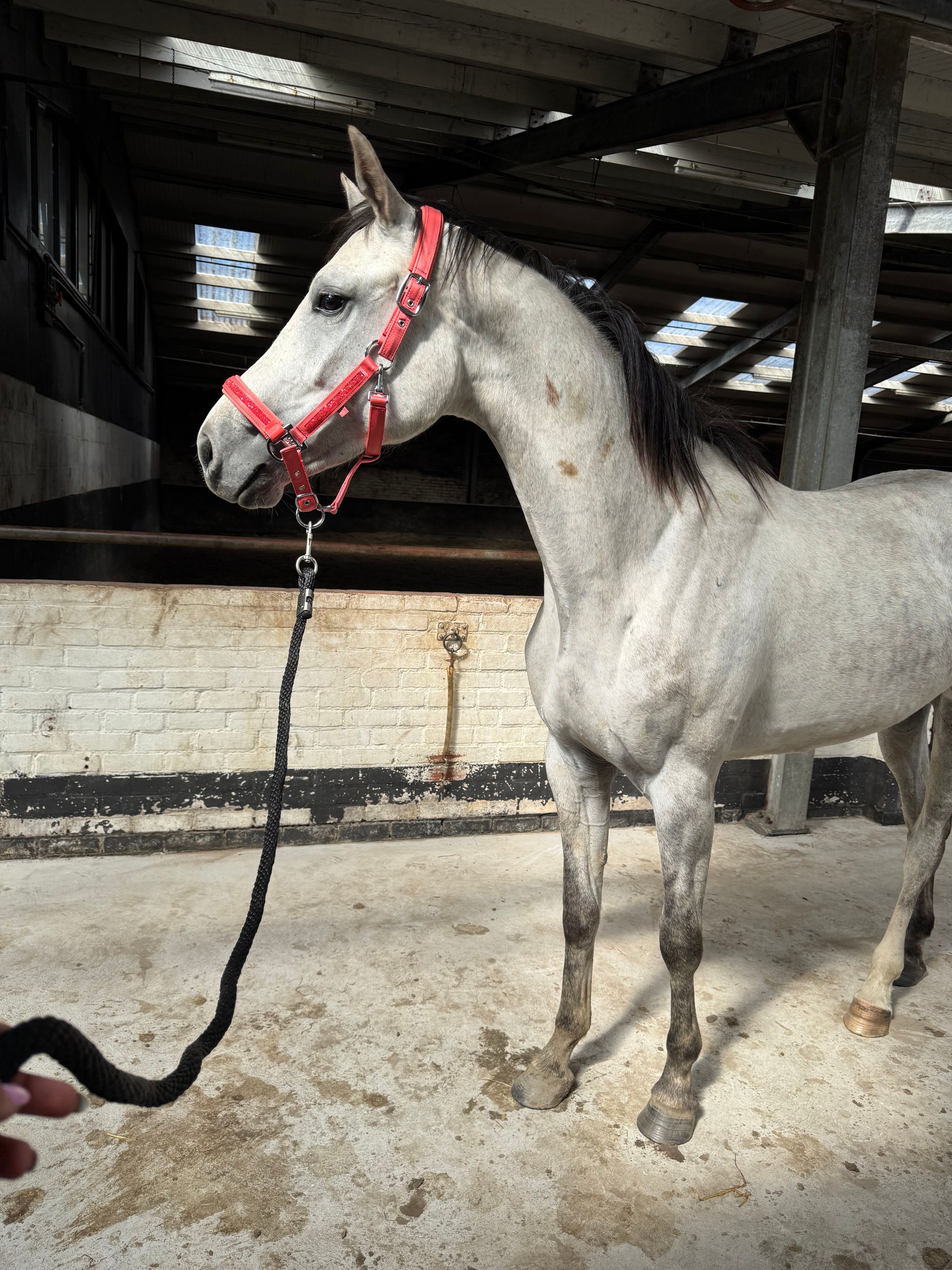 kwpn springpaard merrie 3 years old schimmel for sale - Photo 6