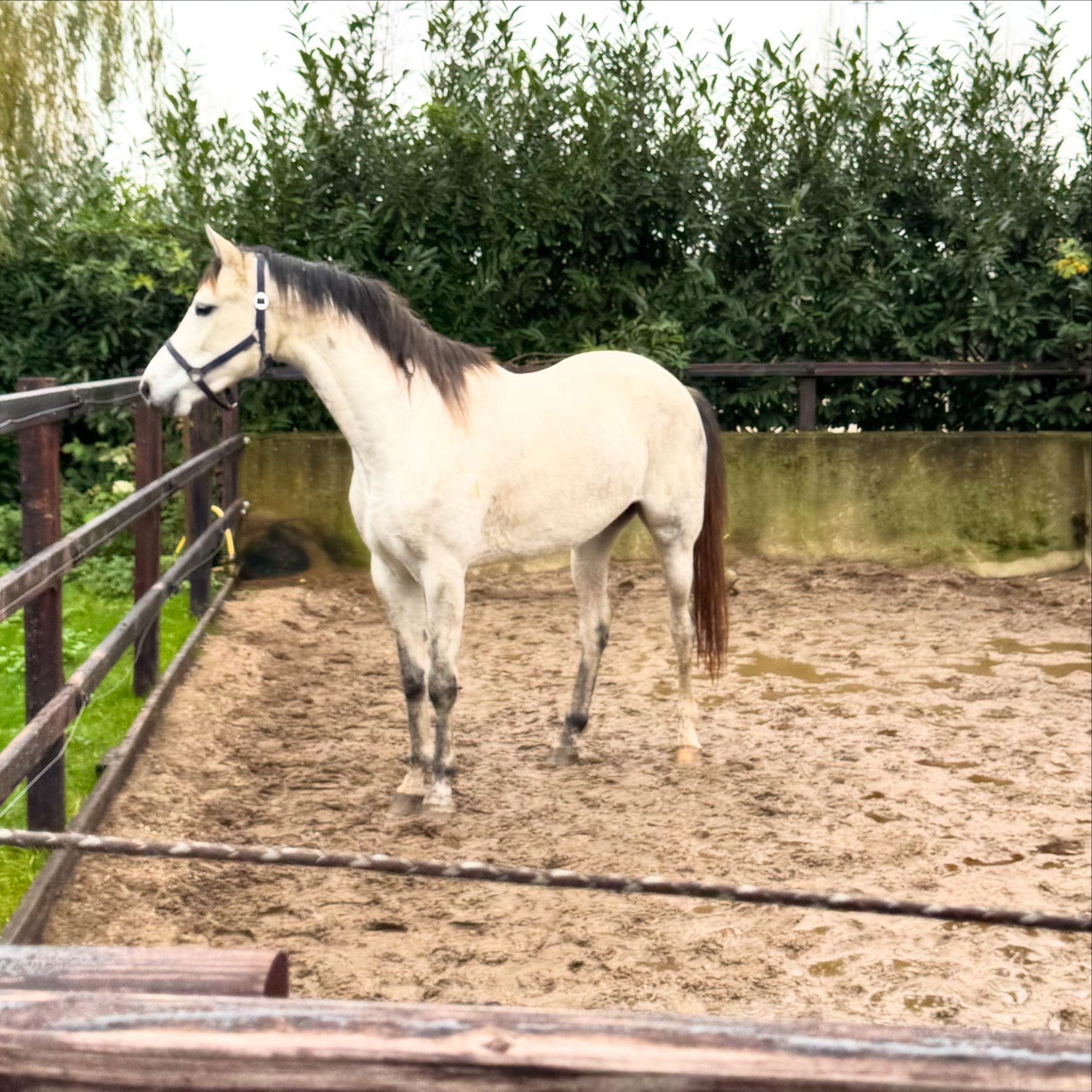 kwpn springpaard merrie 3 years old schimmel for sale - Photo 2