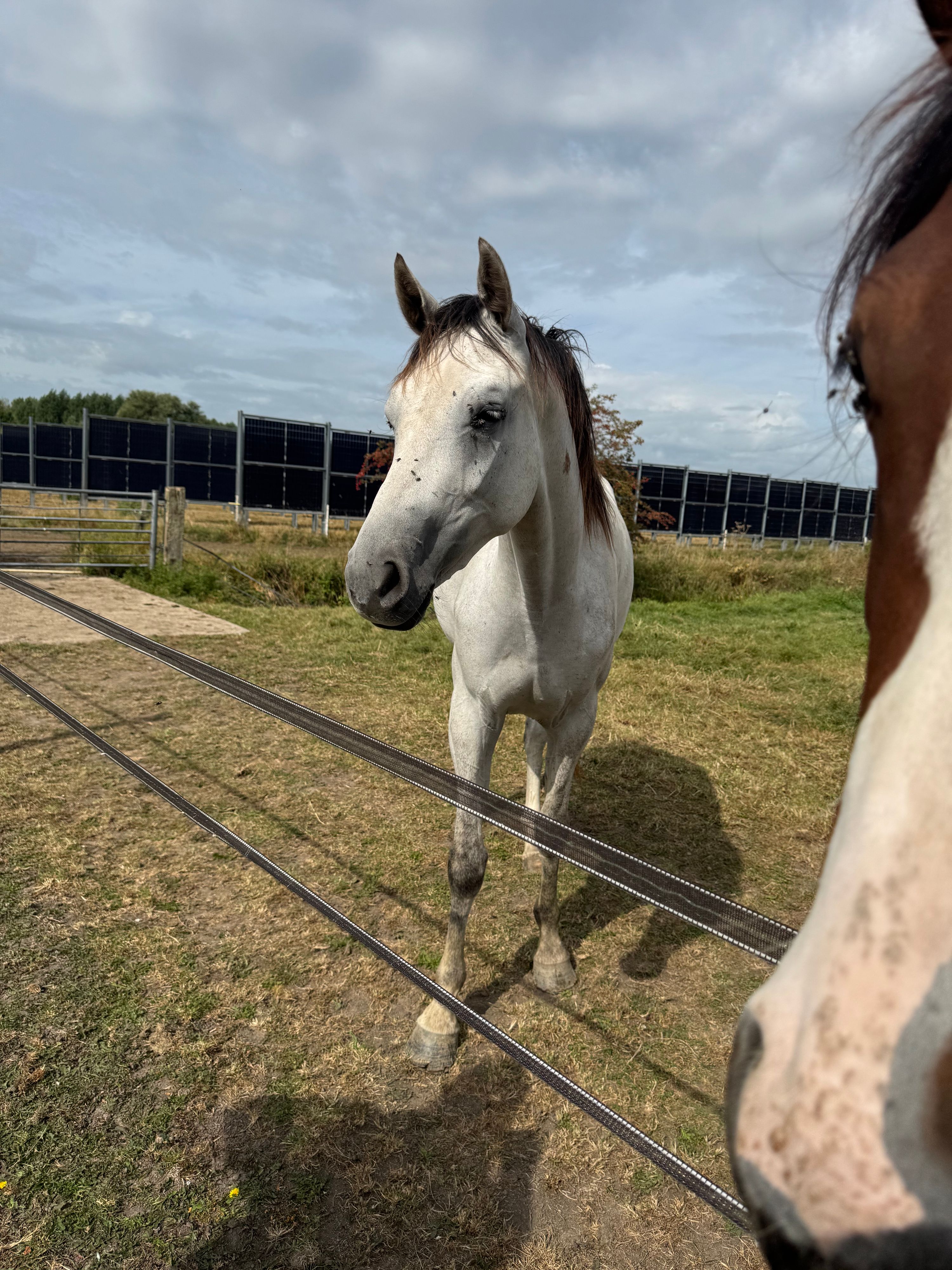 kwpn springpaard merrie 3 years old schimmel for sale - Photo 3