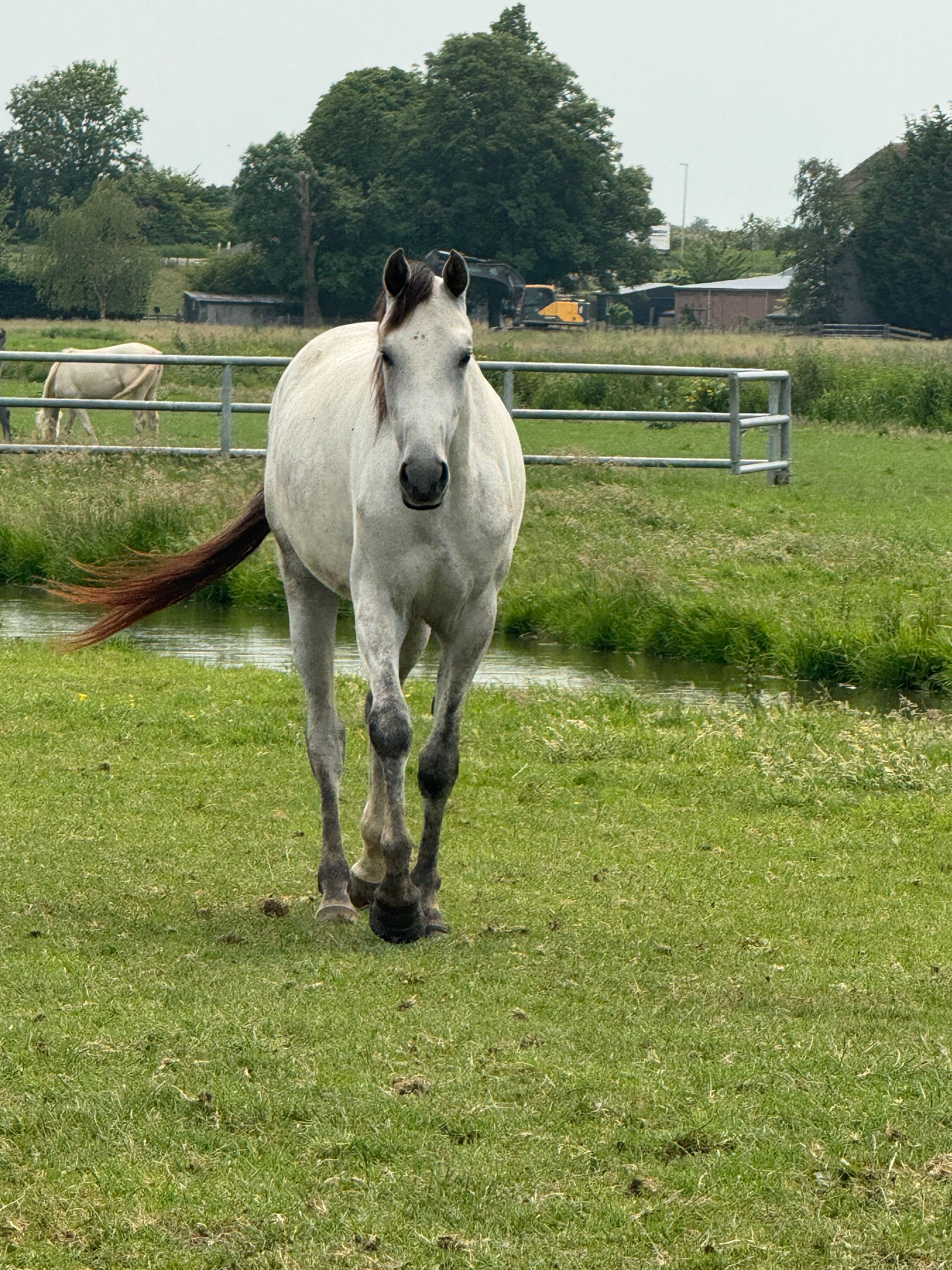 kwpn springpaard merrie 3 years old schimmel for sale - Photo 5
