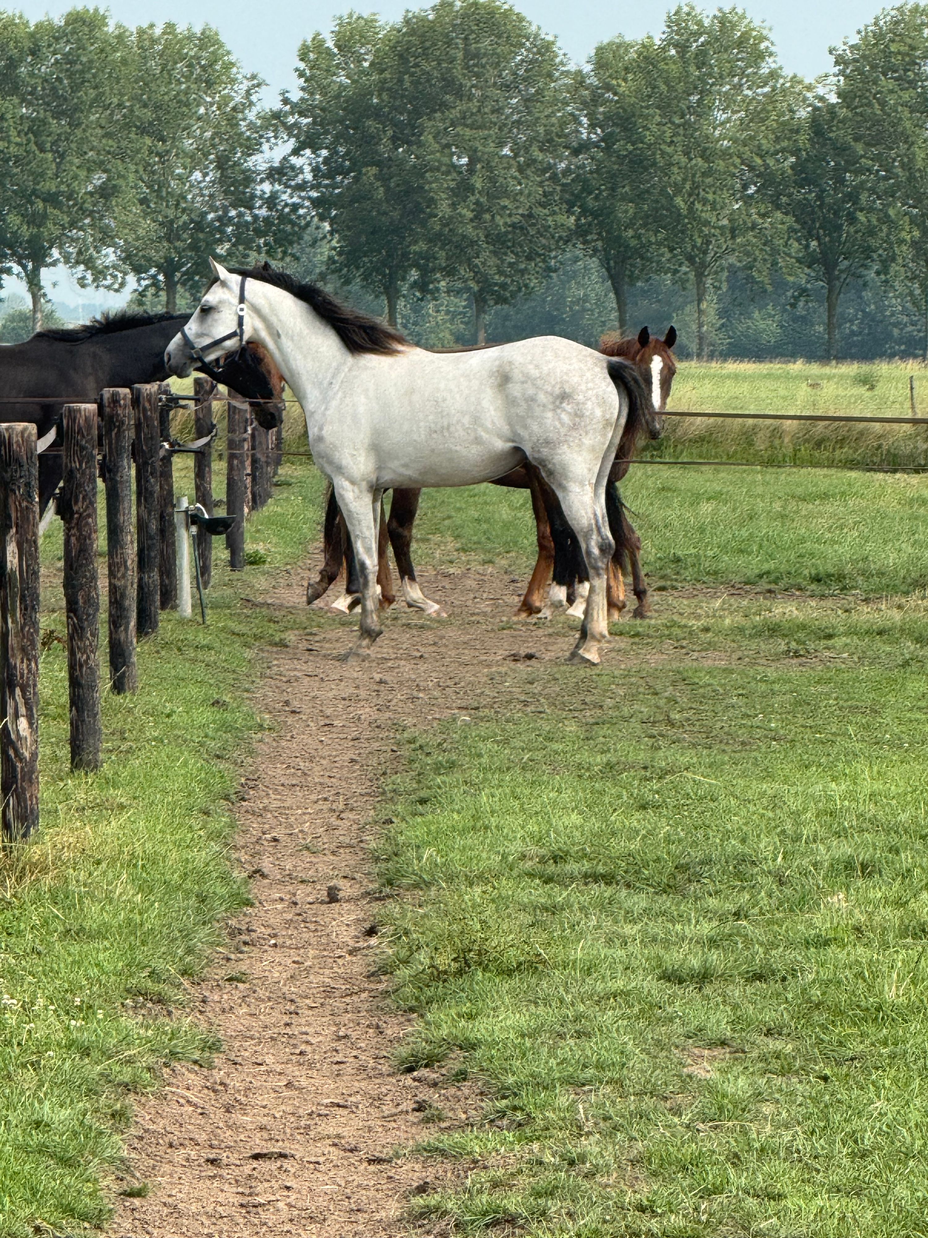 kwpn springpaard merrie 3 years old schimmel for sale - Photo 4