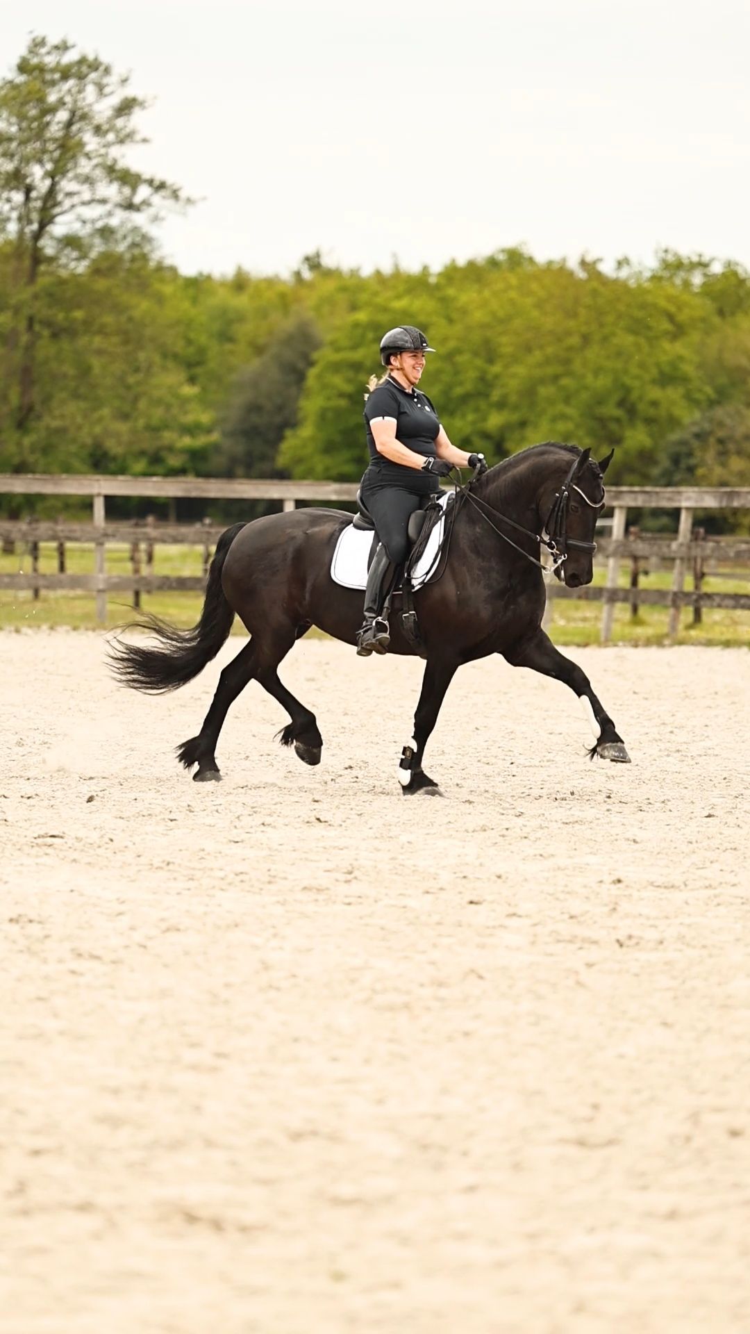 Friesian Ster Sport mare - 10 years old