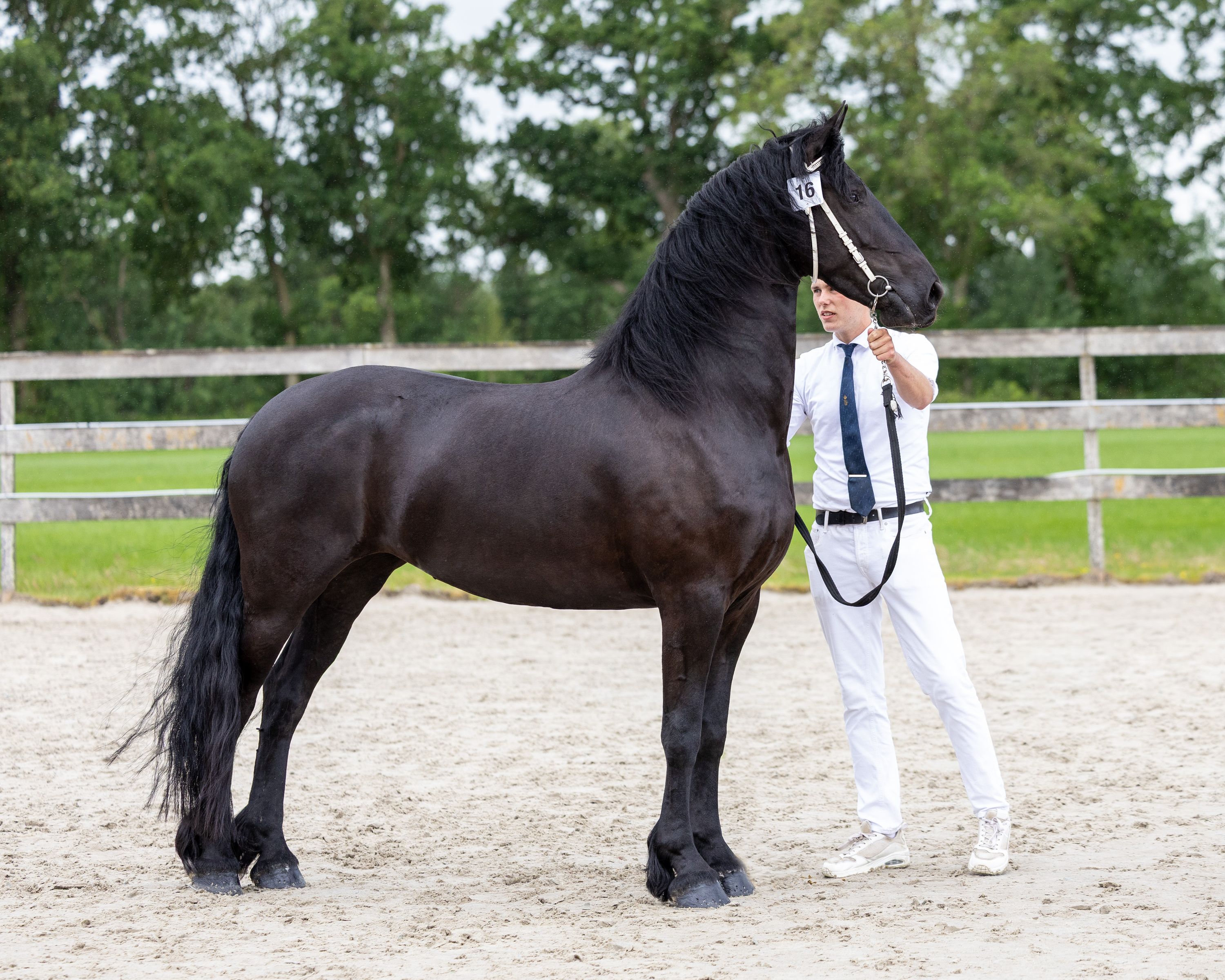 Friesian ster mare - 4 years en