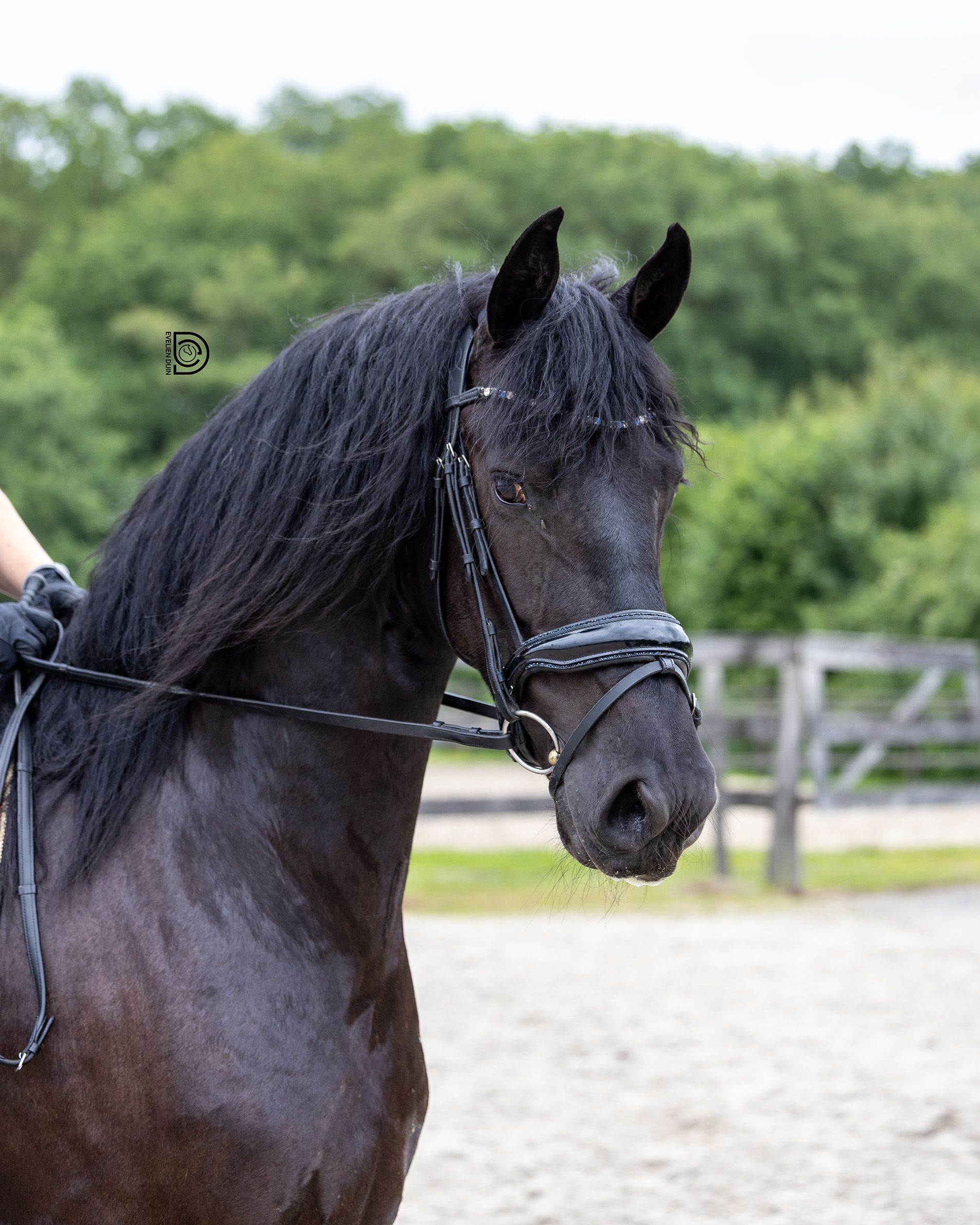 fries merrie 4 ans zwart à vendre - Photo 3