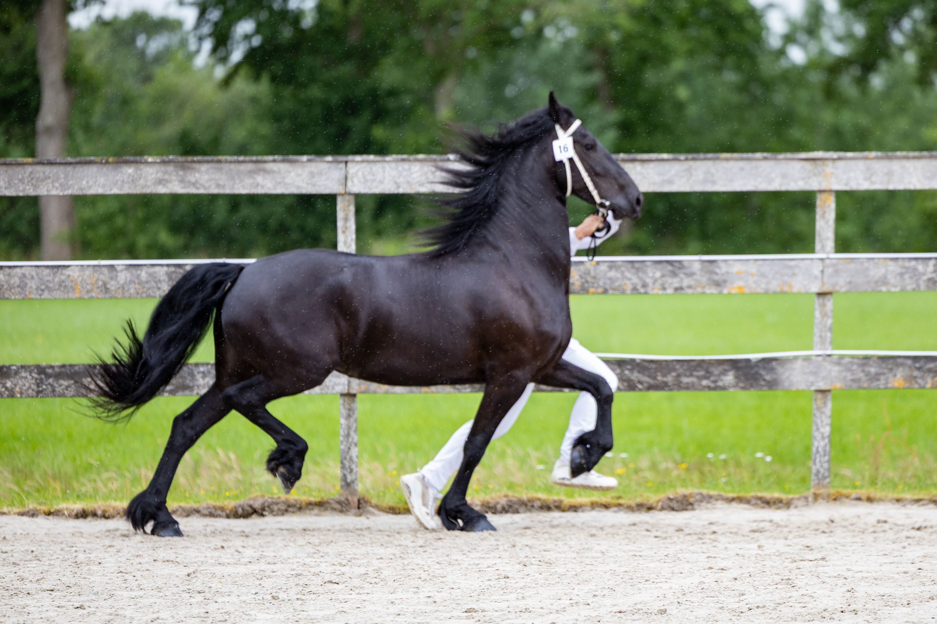 fries merrie 4 ans zwart à vendre - Photo 5