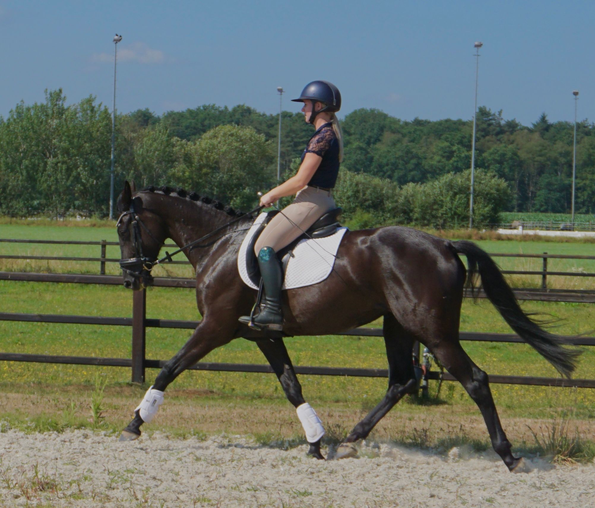 kwpn dressuurpaard merrie 4 years old donkerbruin for sale - Photo 5