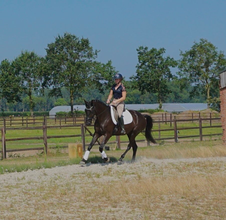 kwpn dressuurpaard merrie 4 years old donkerbruin for sale - Photo 4