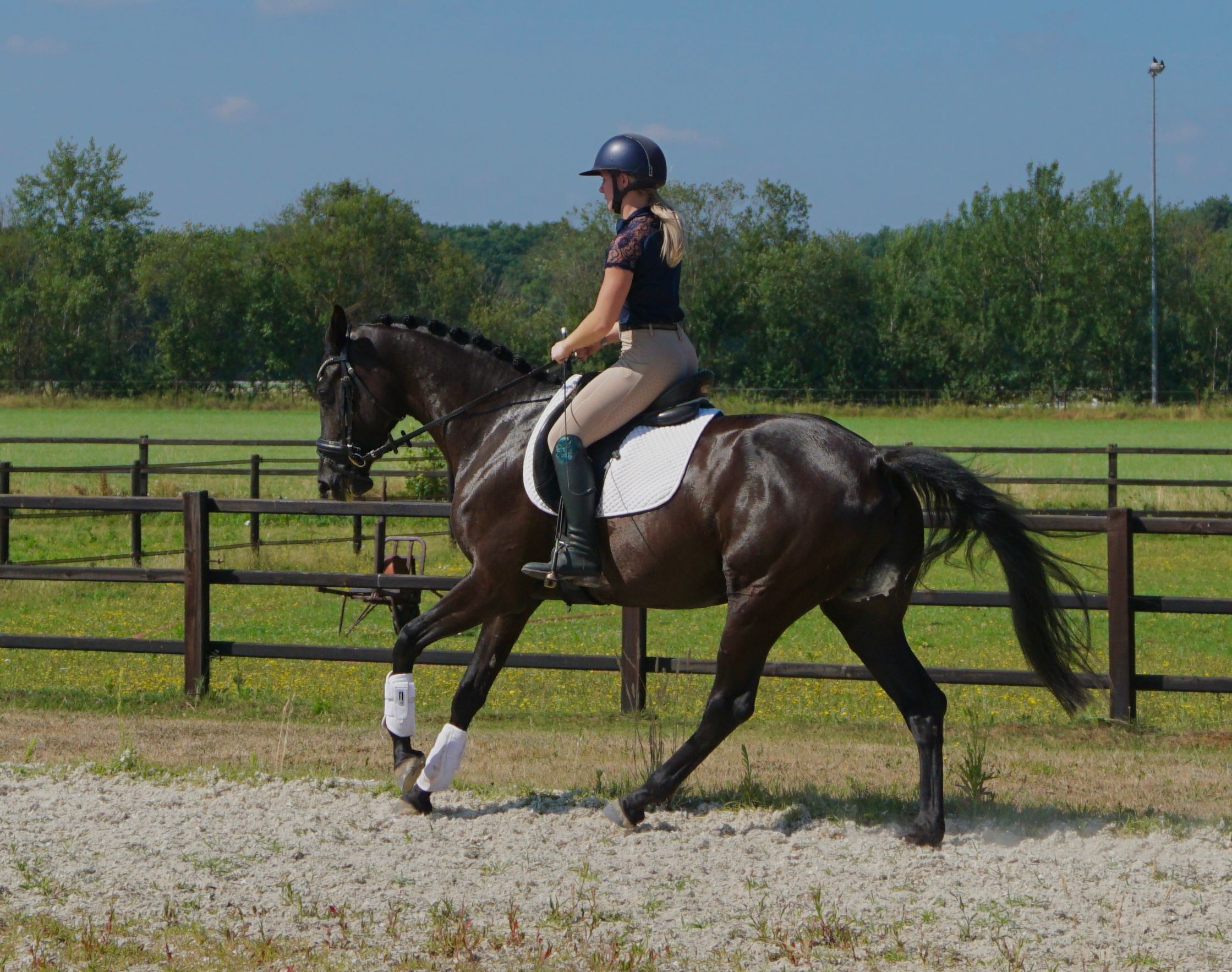 kwpn dressuurpaard merrie 4 years old donkerbruin for sale - Photo 2