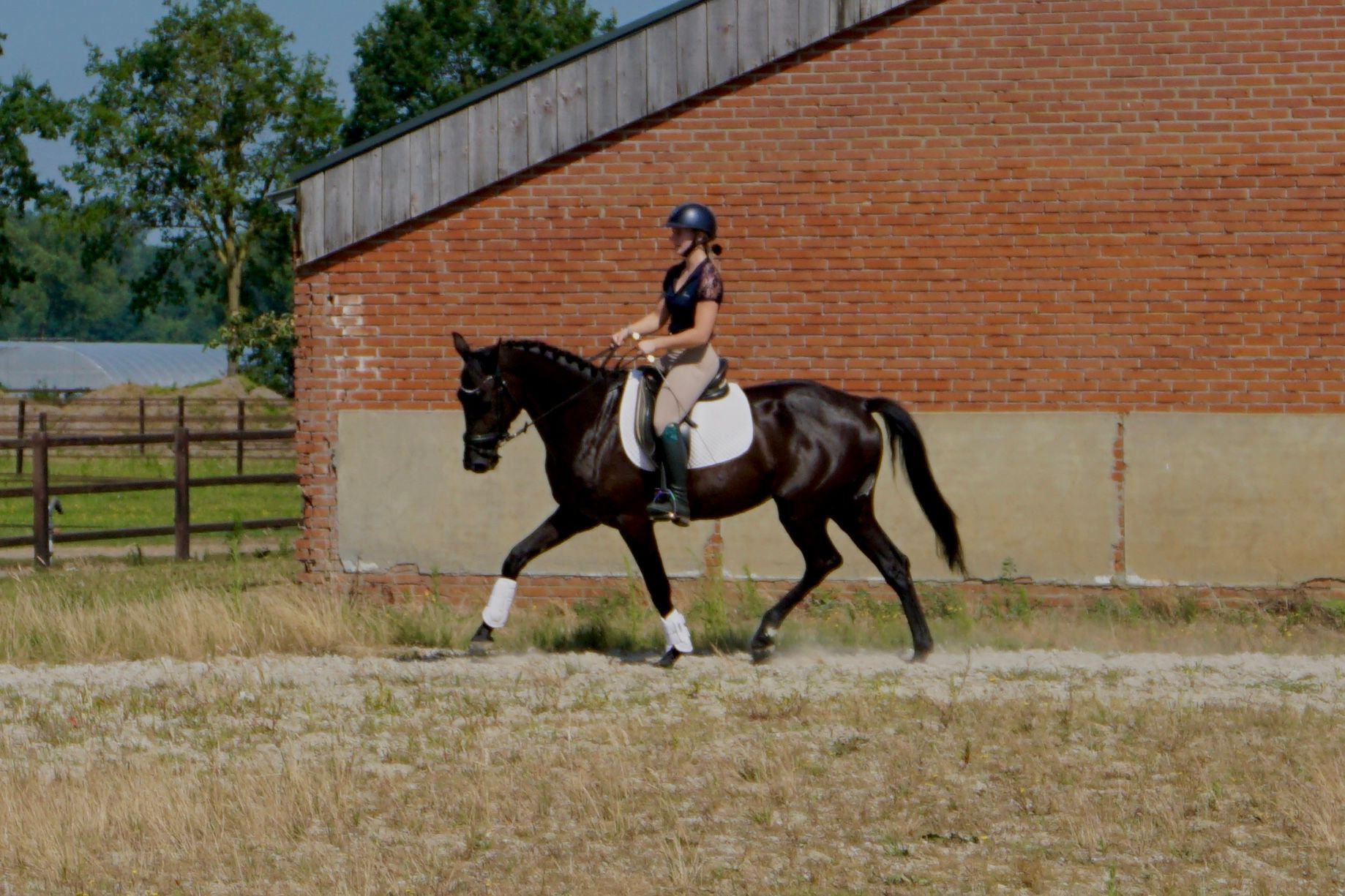 kwpn dressuurpaard merrie 4 years old donkerbruin for sale - Photo 3